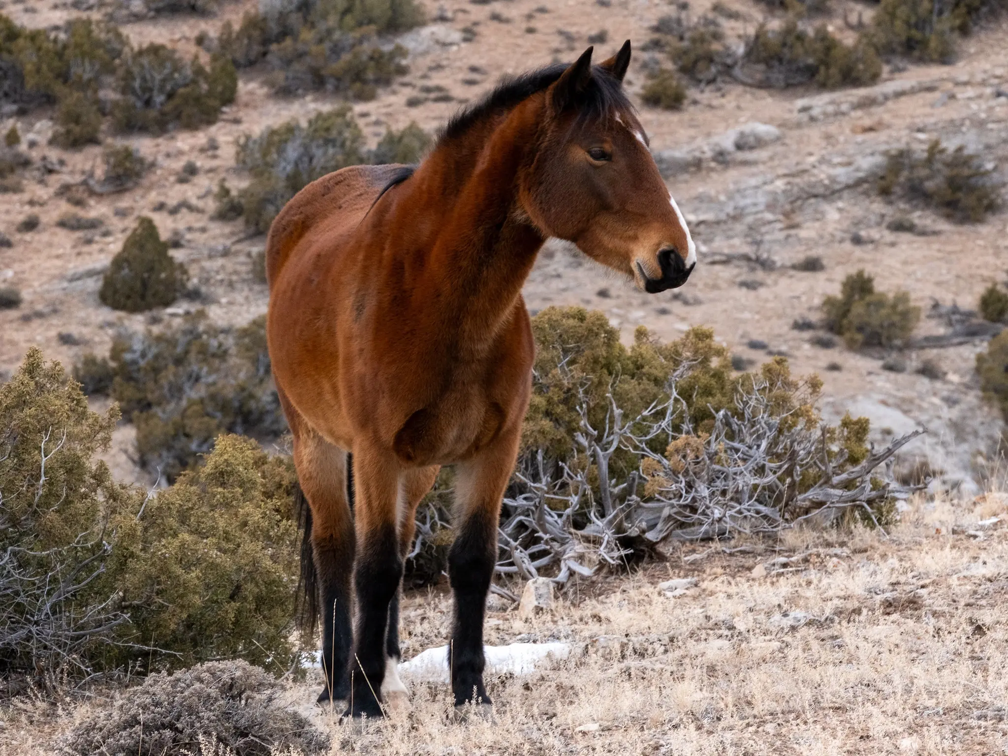 Seal brown horse