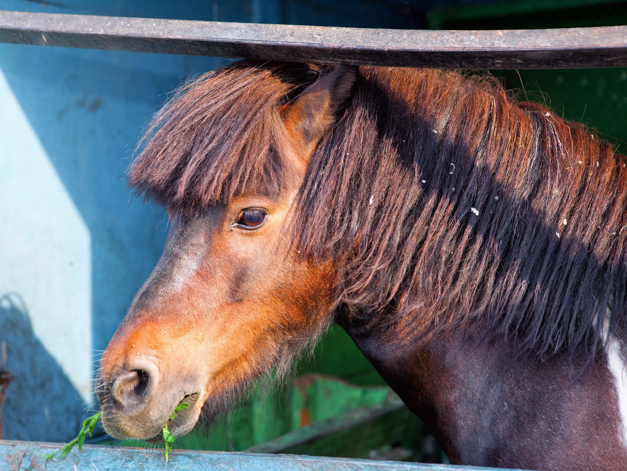 Seal brown horse