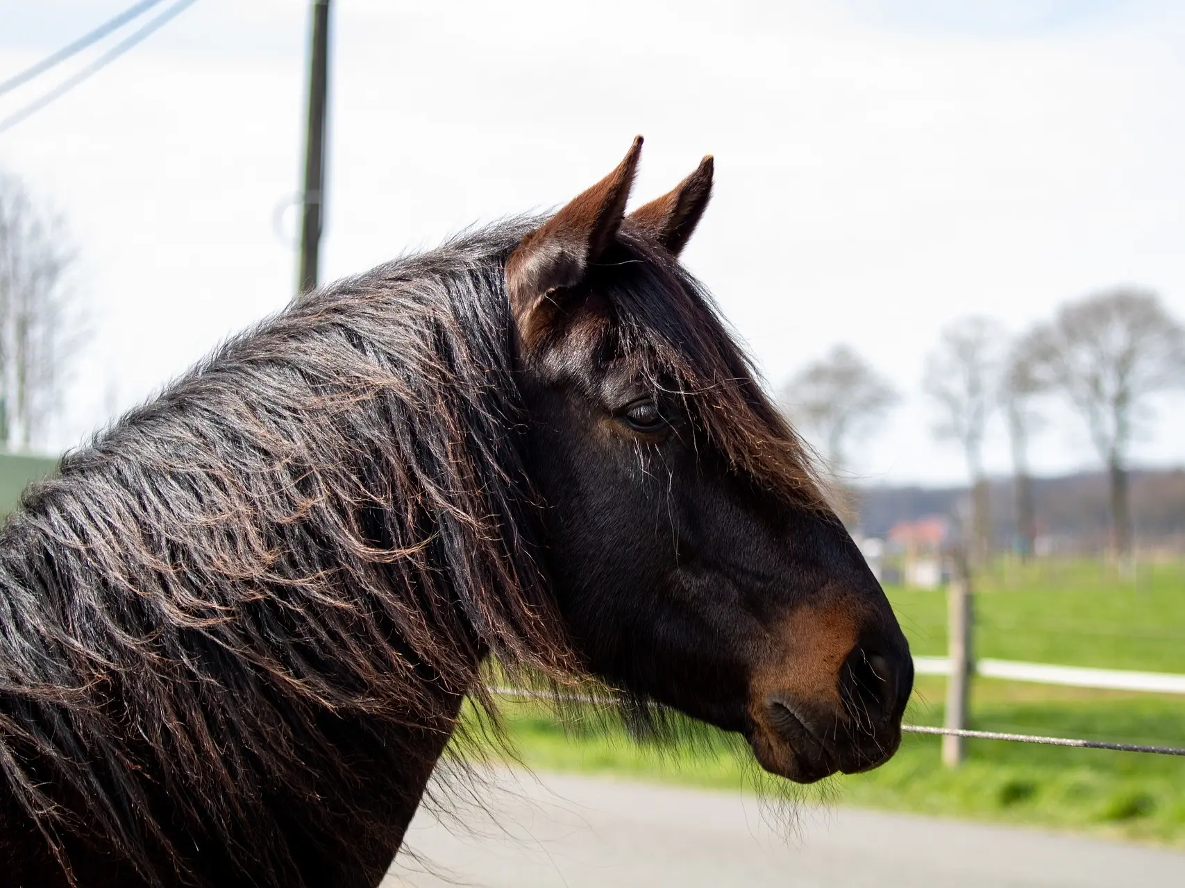 Seal brown horse