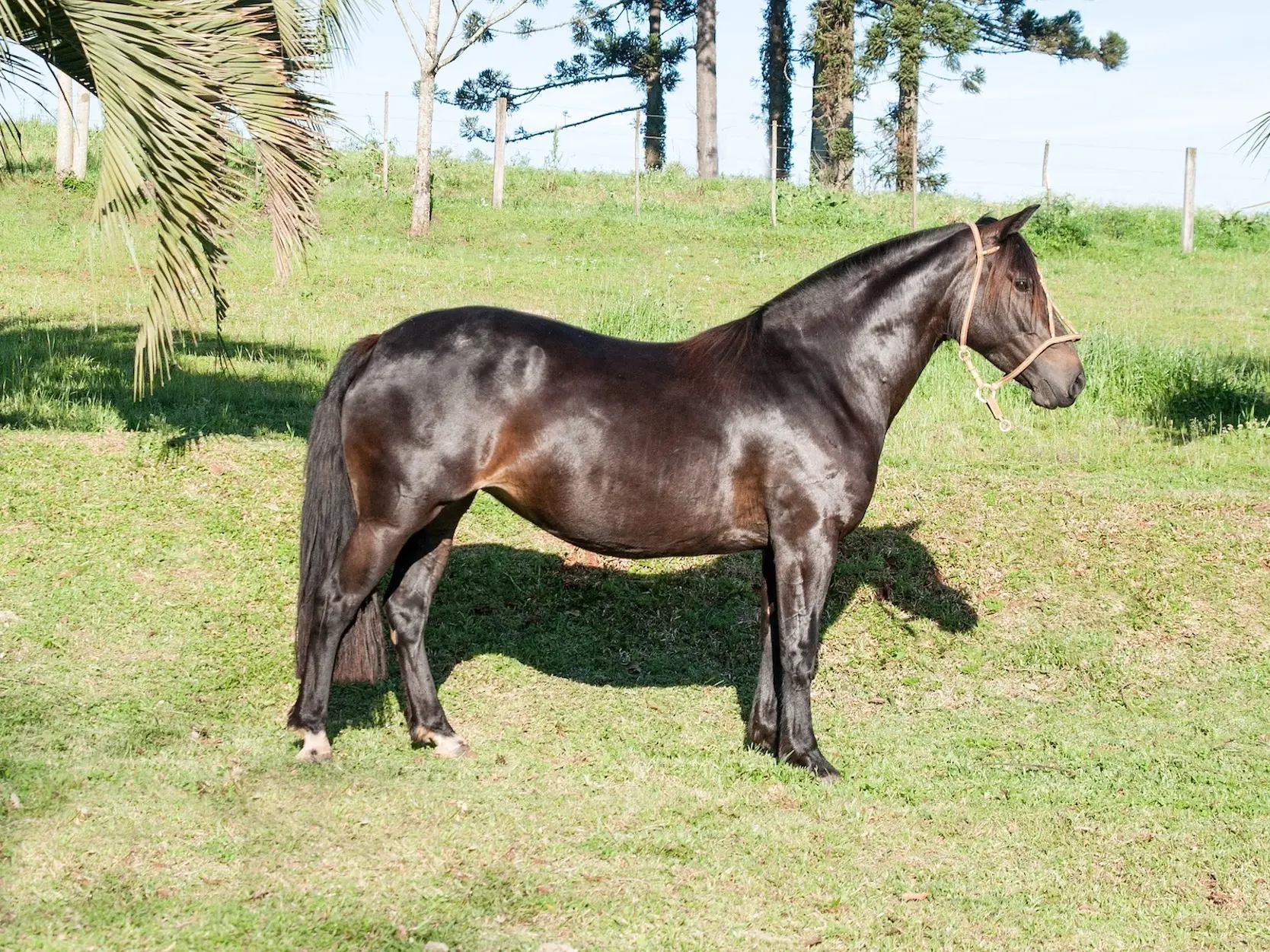 Seal brown horse