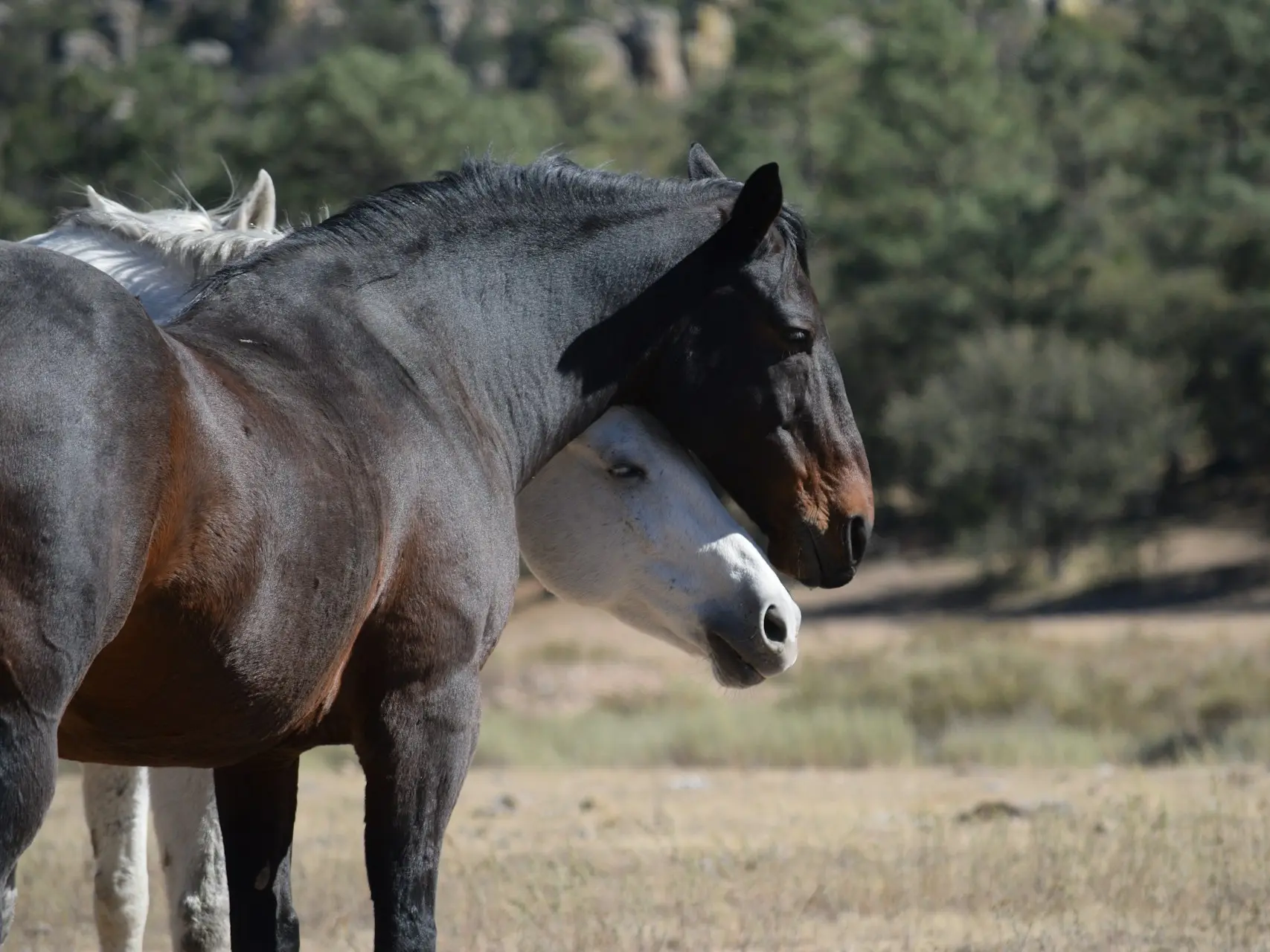 Seal brown horse