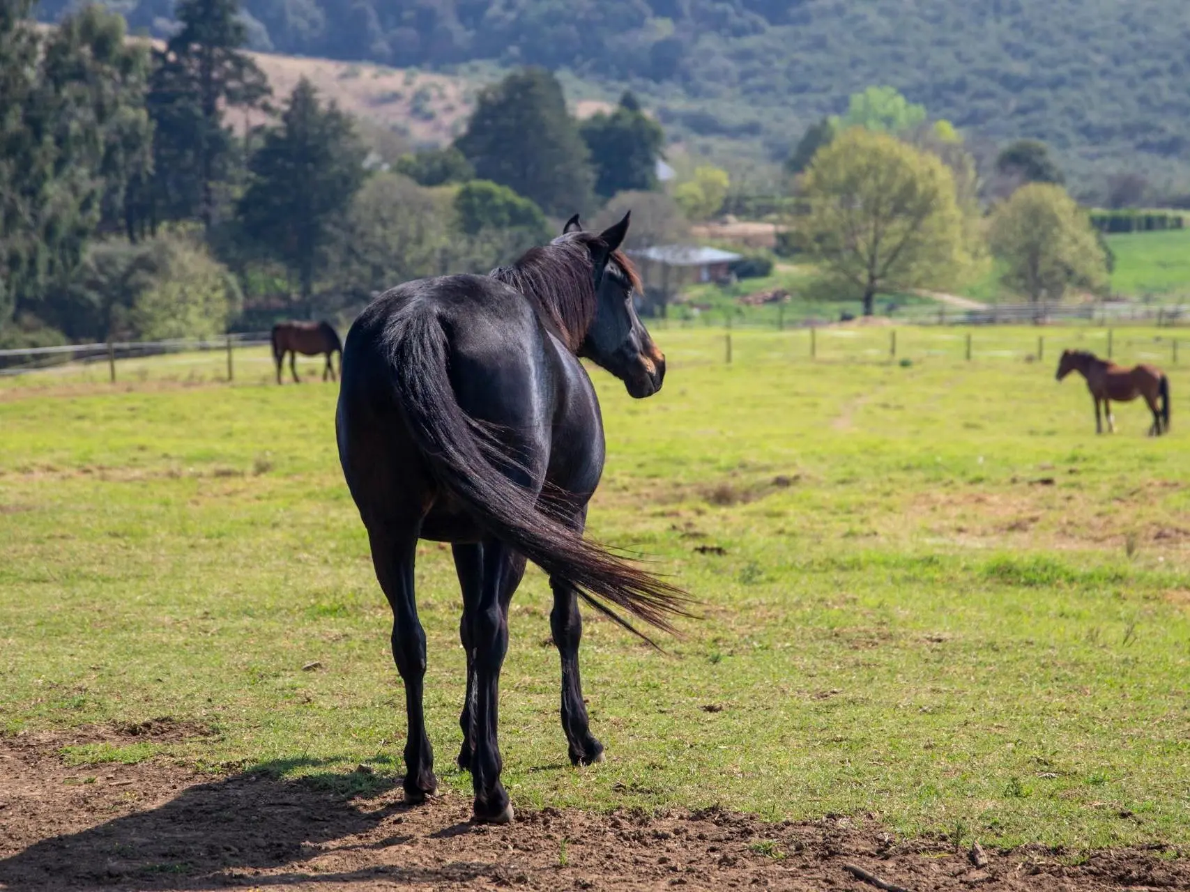 Seal brown horse