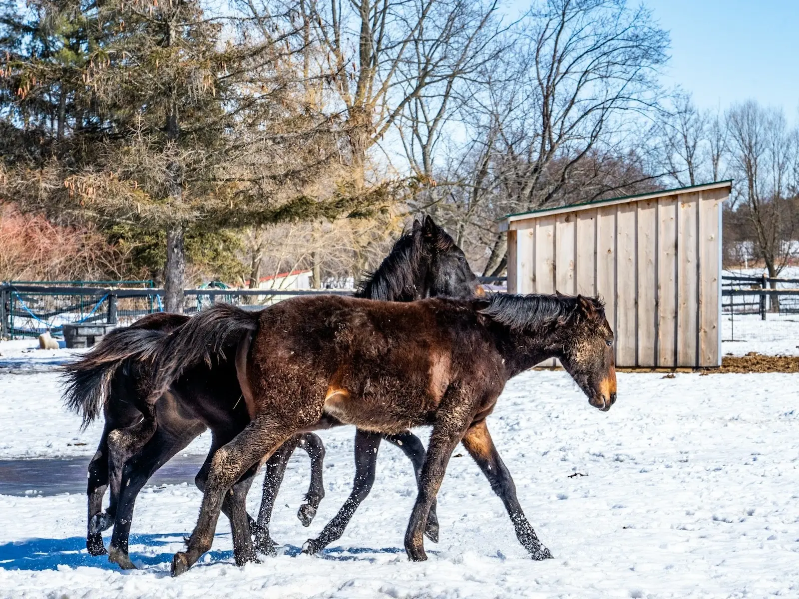 Seal brown horse