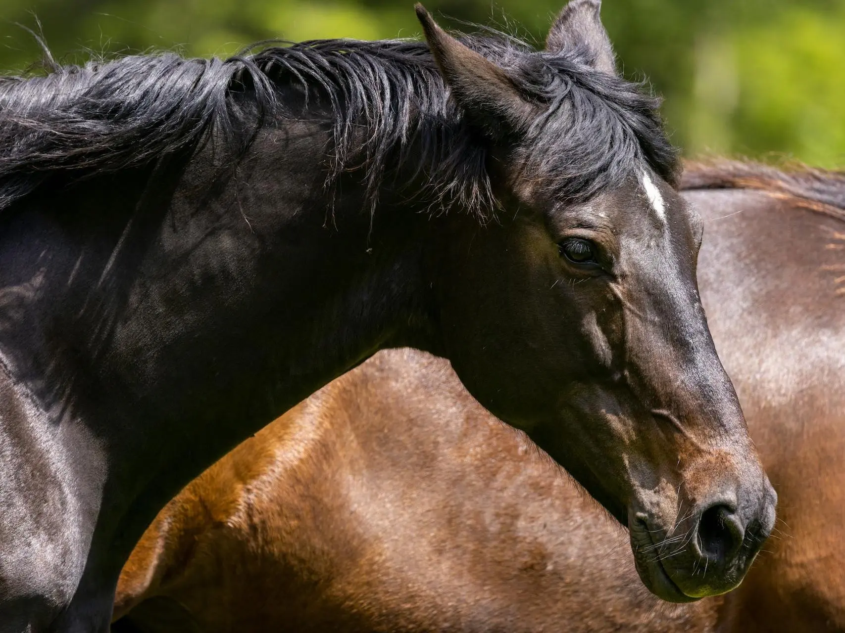 Seal brown horse