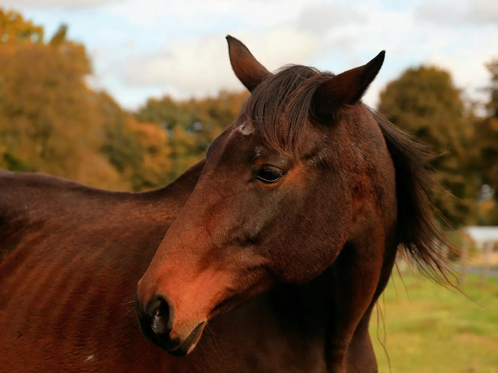 Seal brown horse