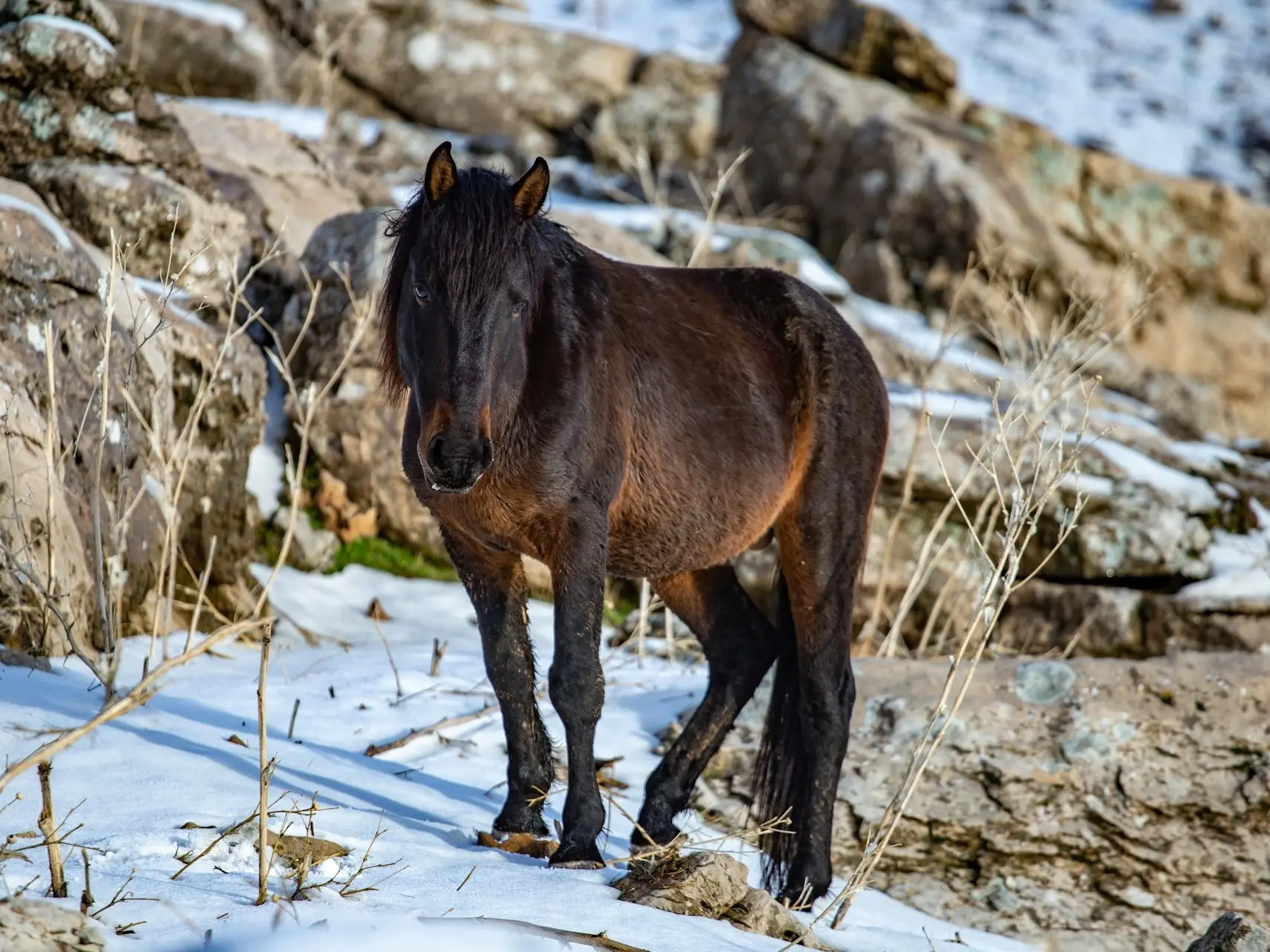 Seal brown horse