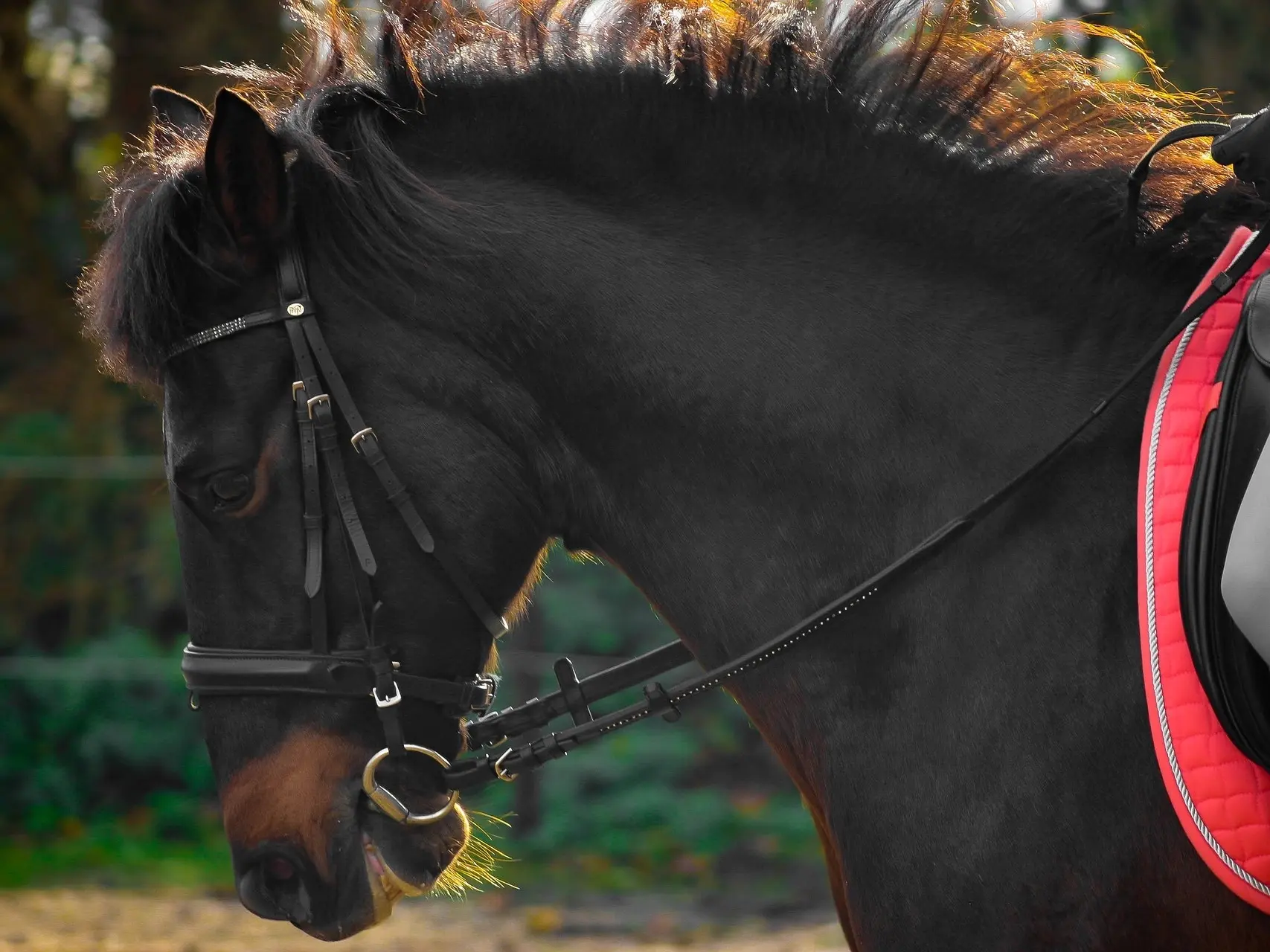 Seal brown horse