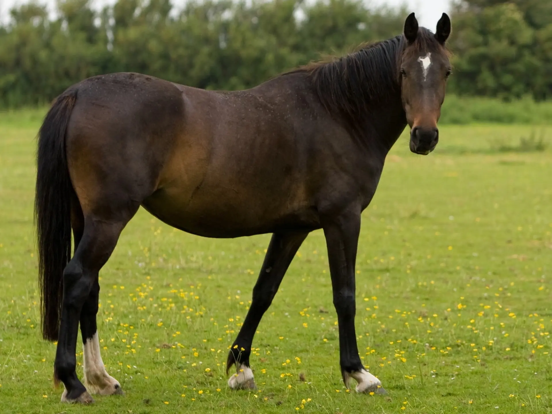 Seal brown horse