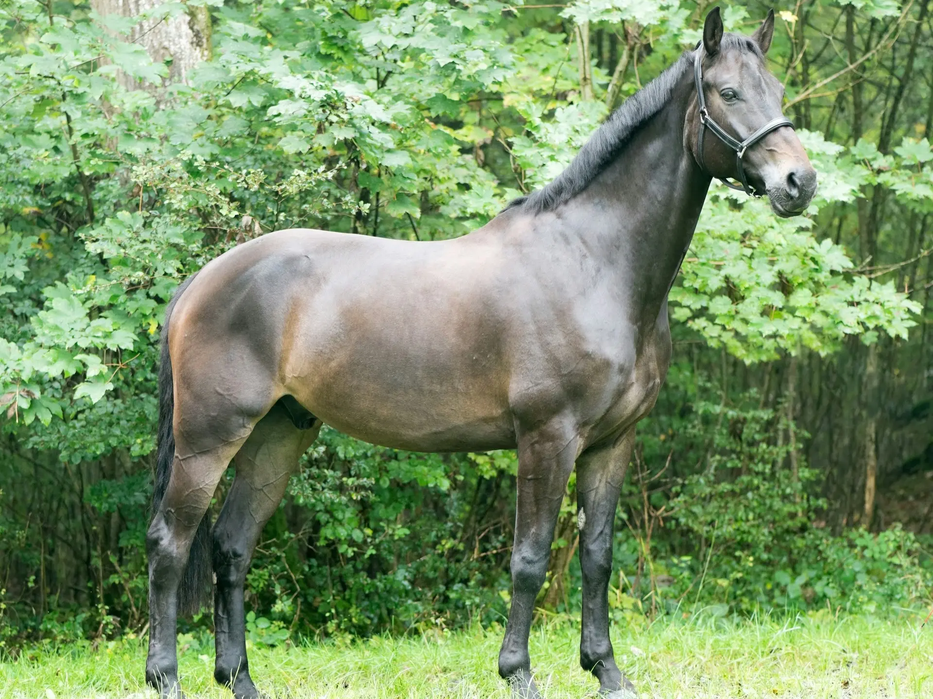 Seal brown horse