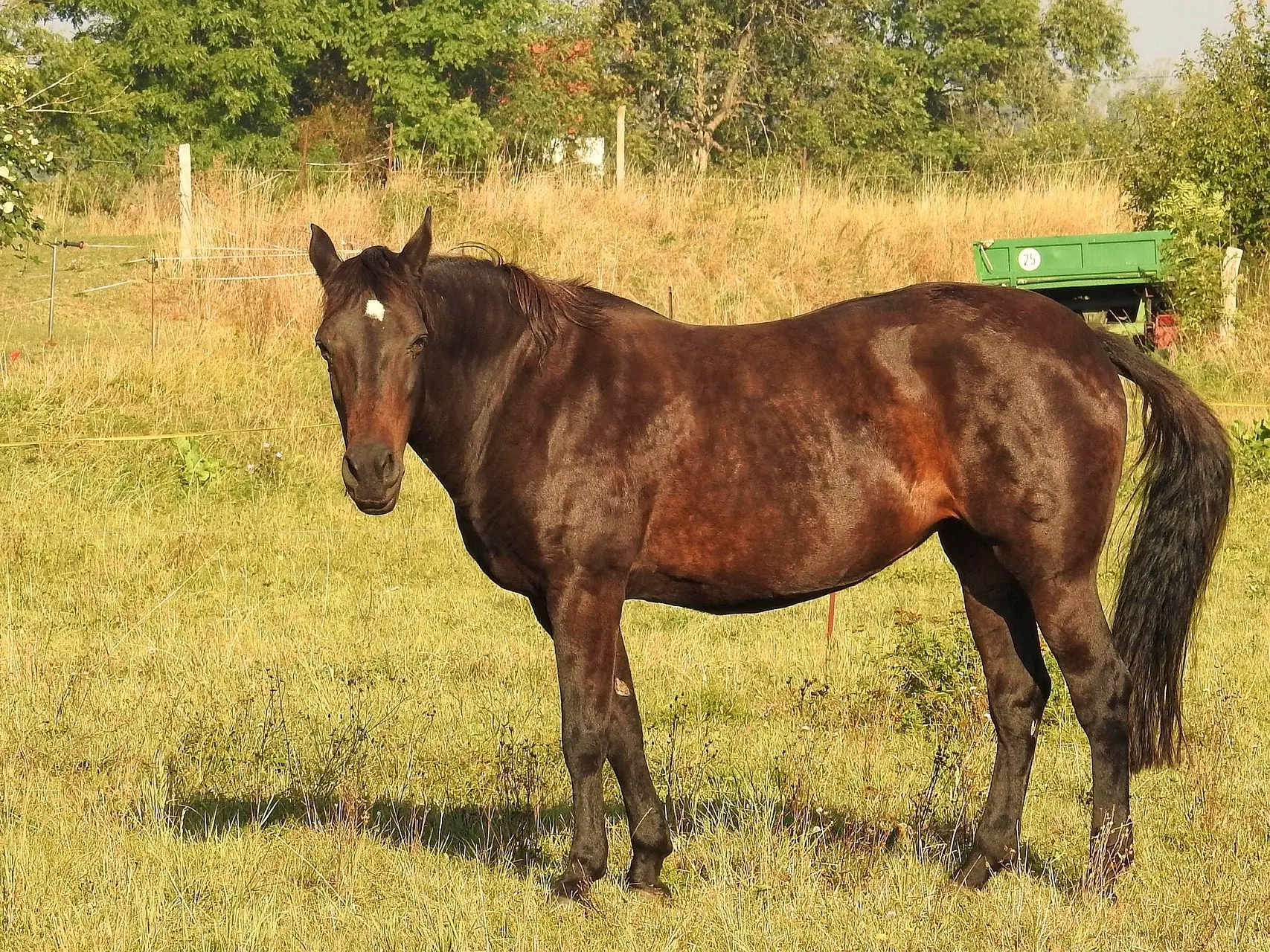 Seal brown horse