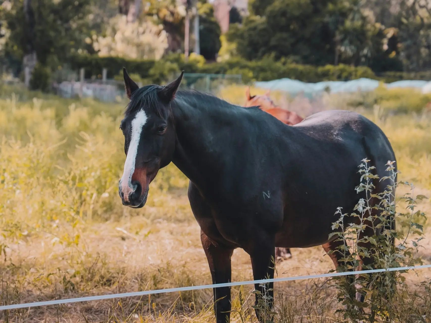 Seal brown horse