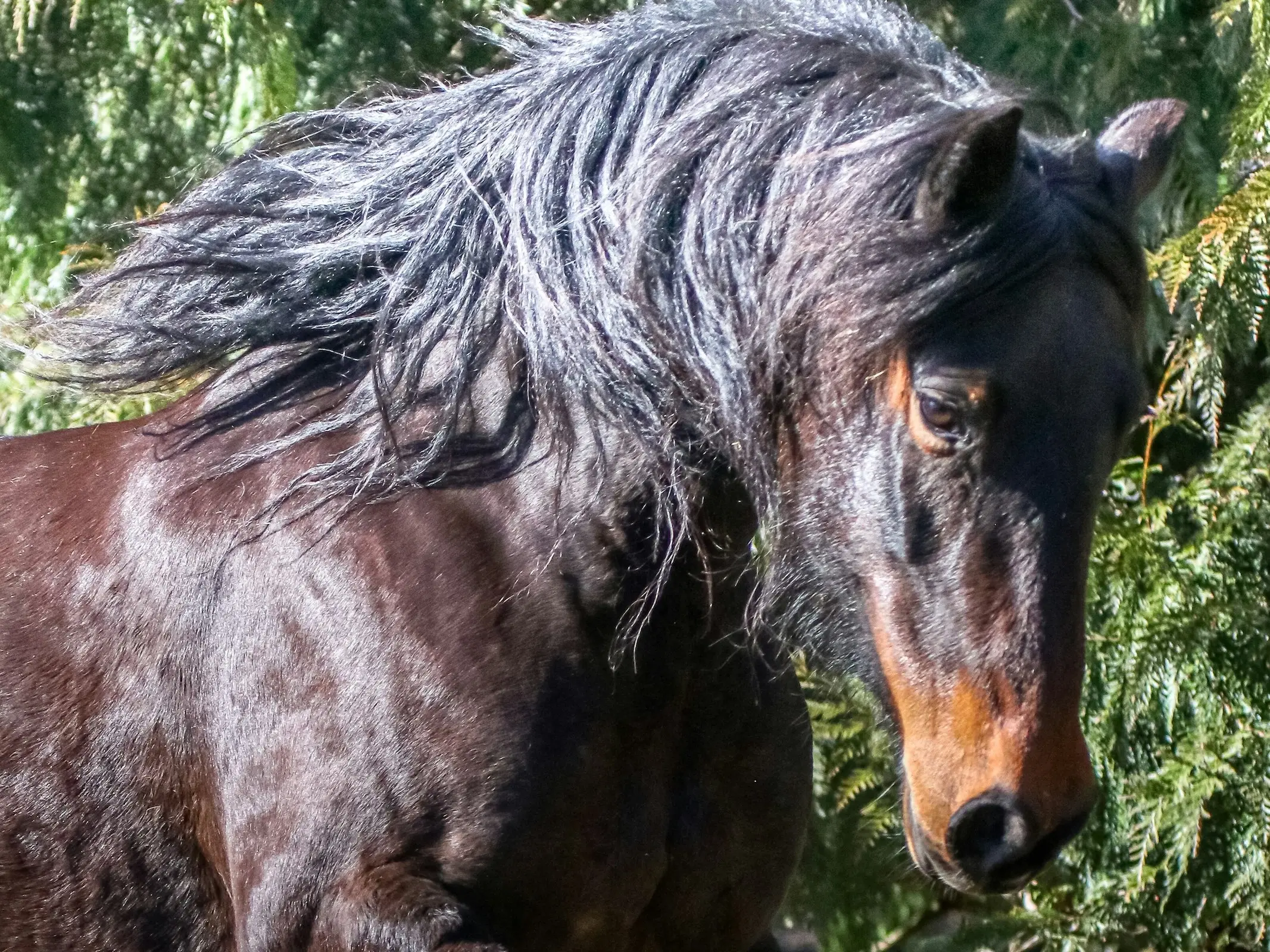 Seal brown horse