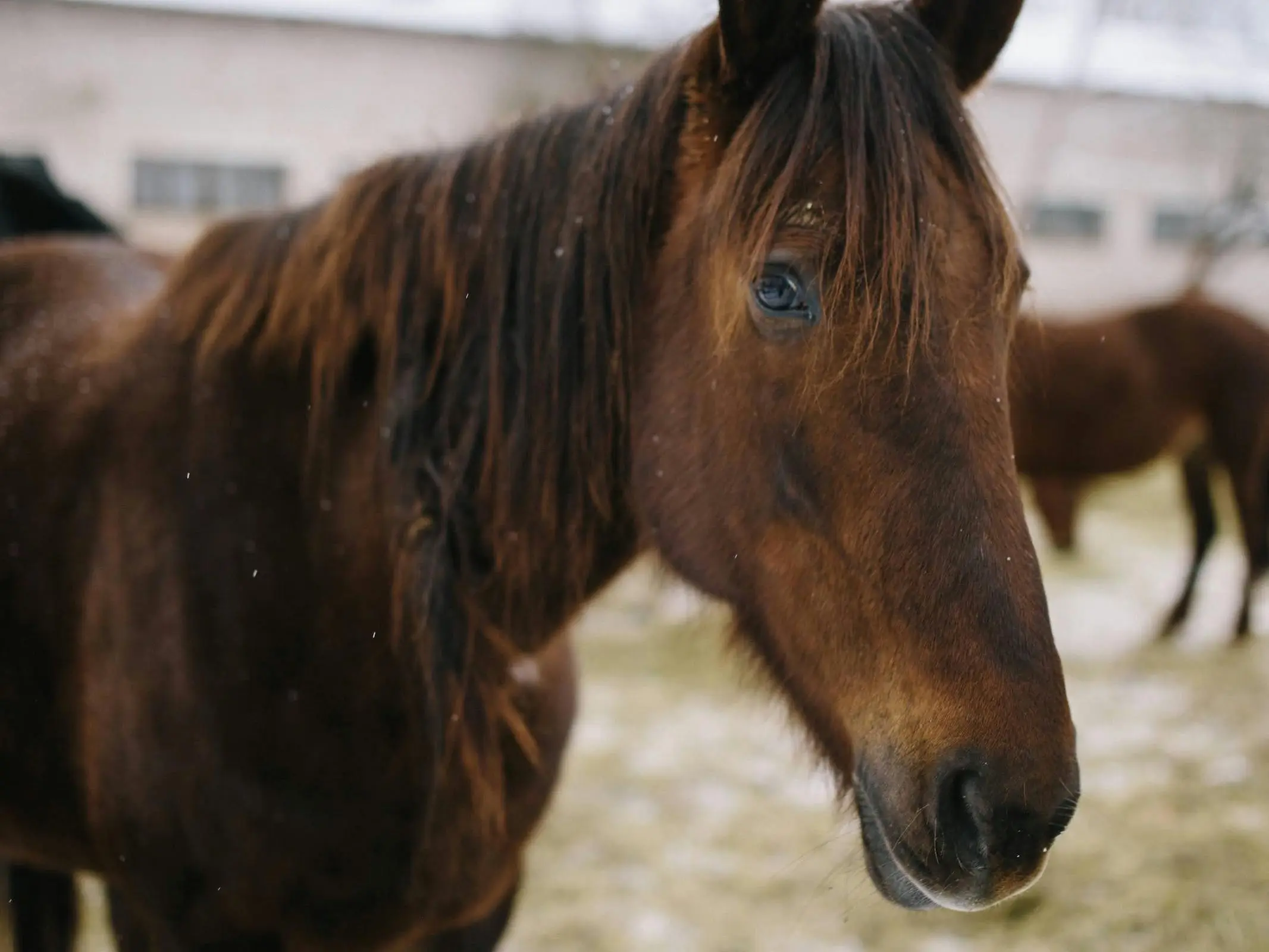 Seal brown horse