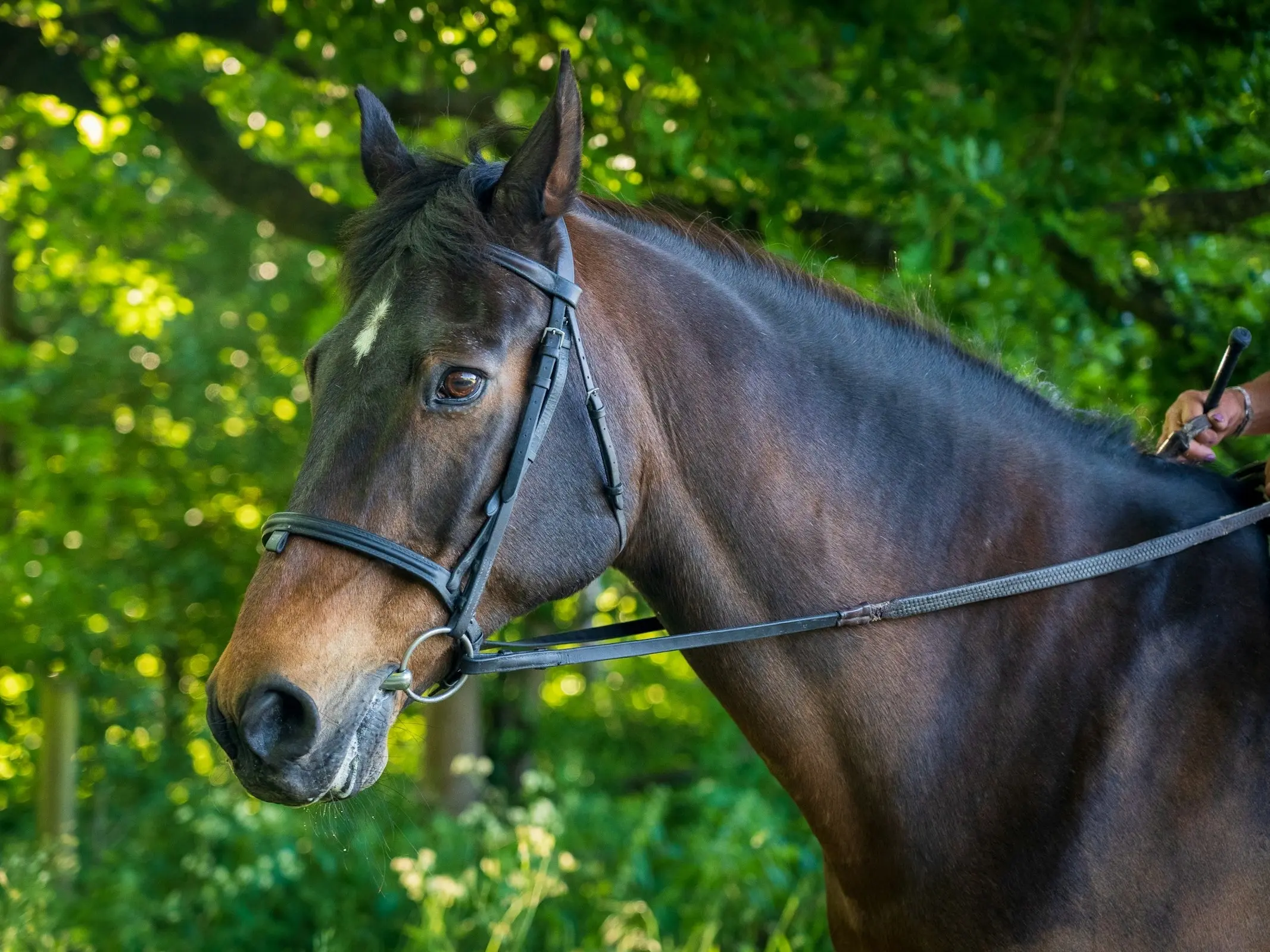 Dark seal horse