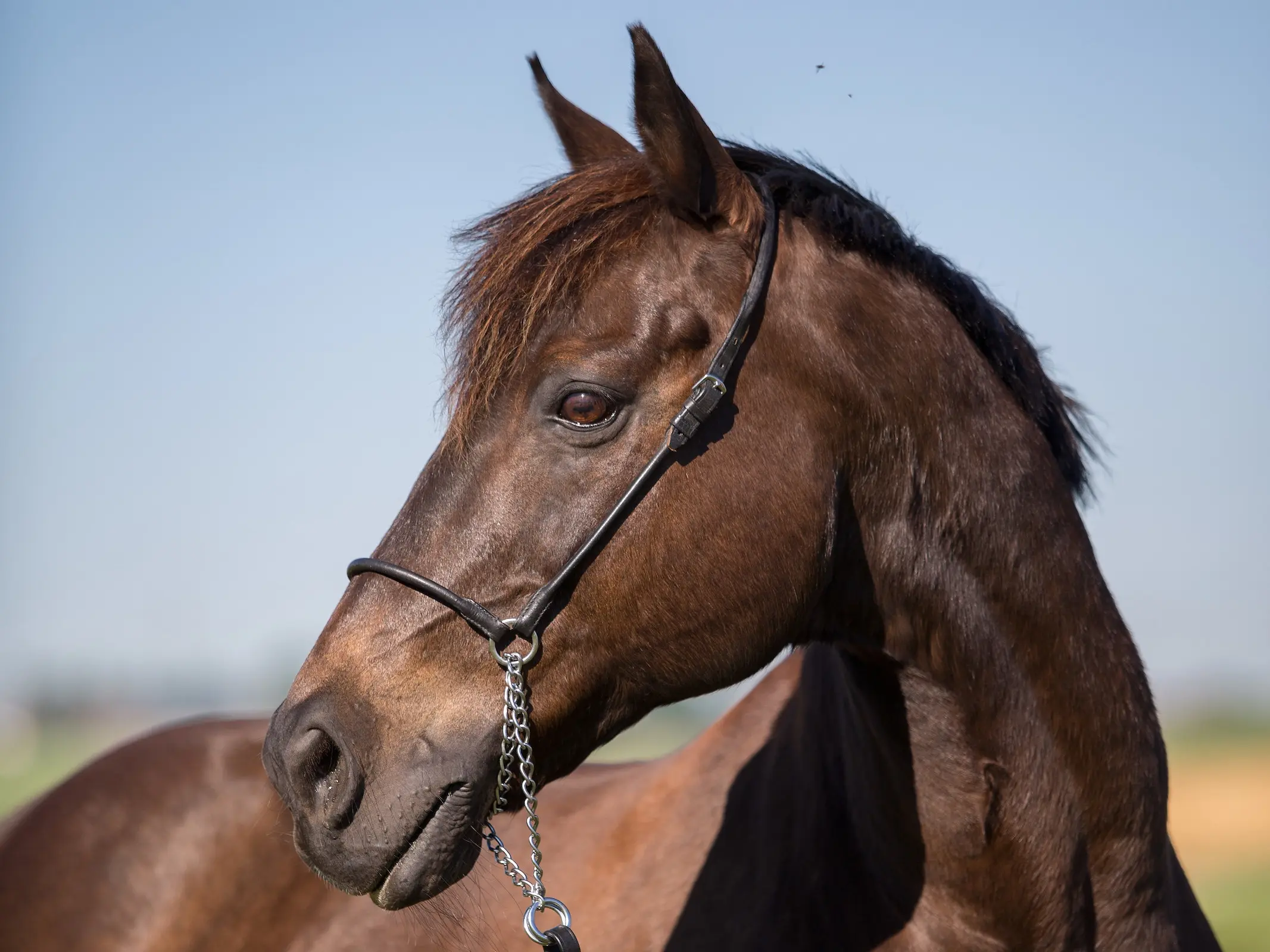 Seal brown horse