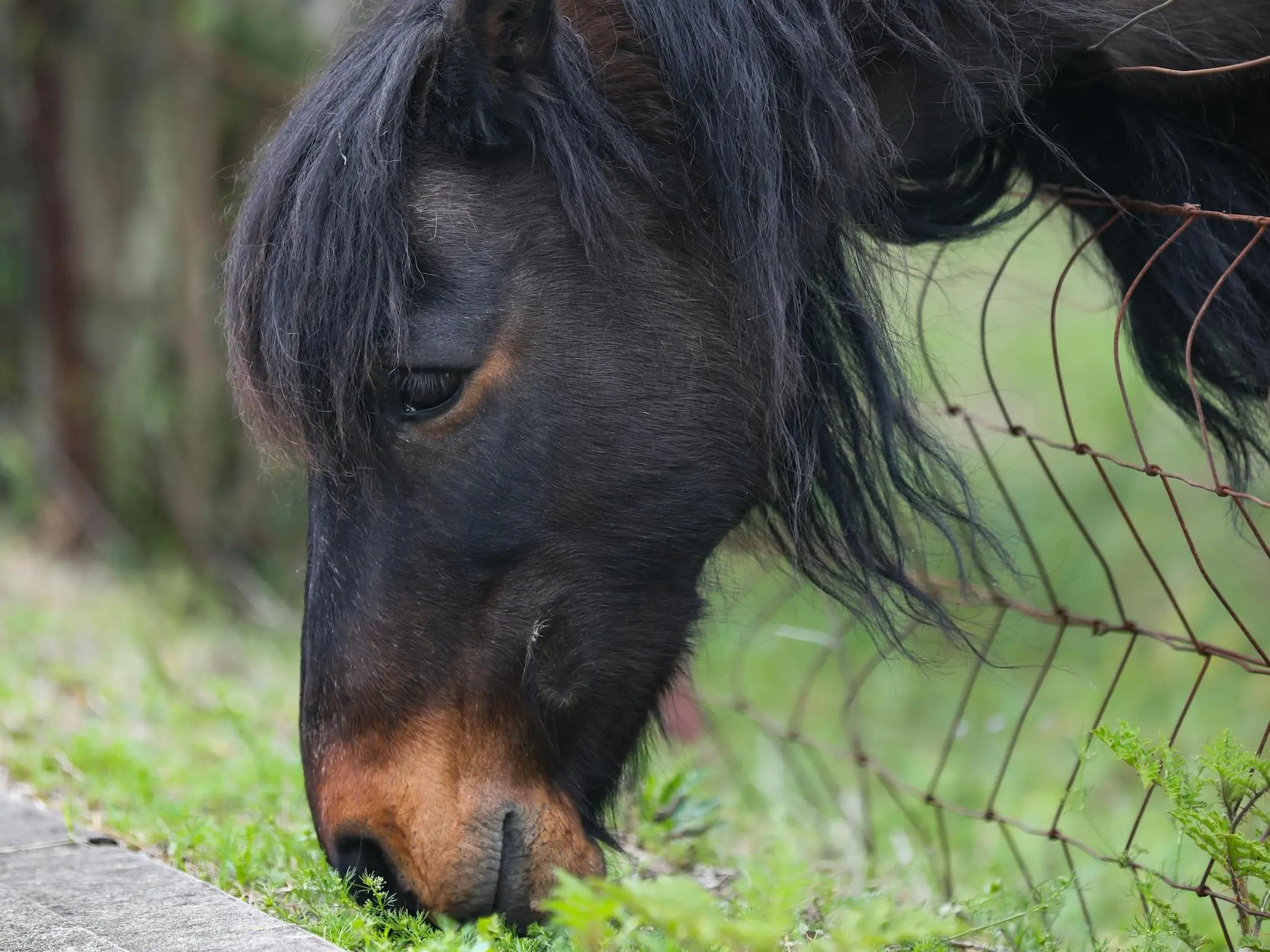 Seal brown horse grazing