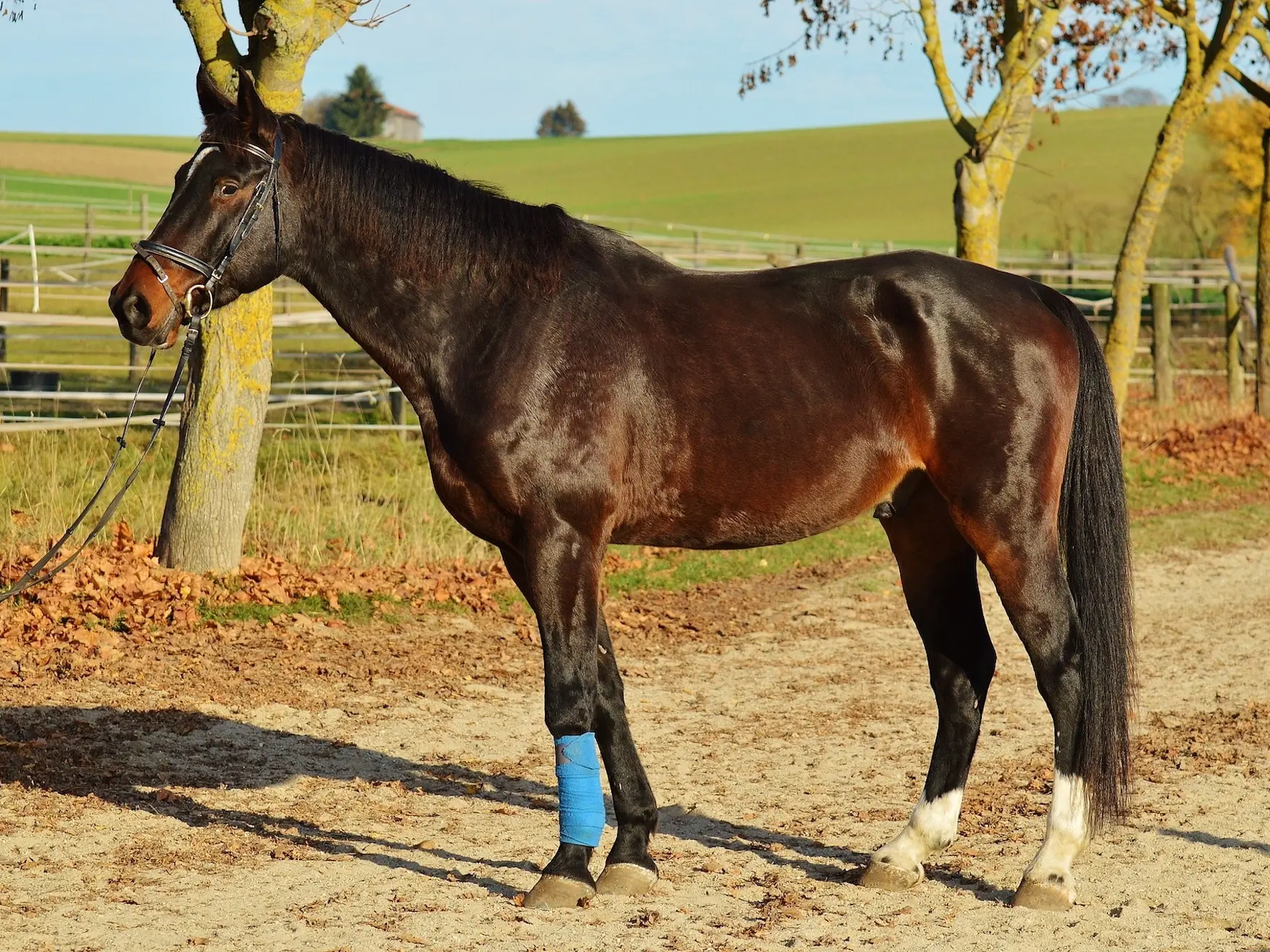 Seal brown horse