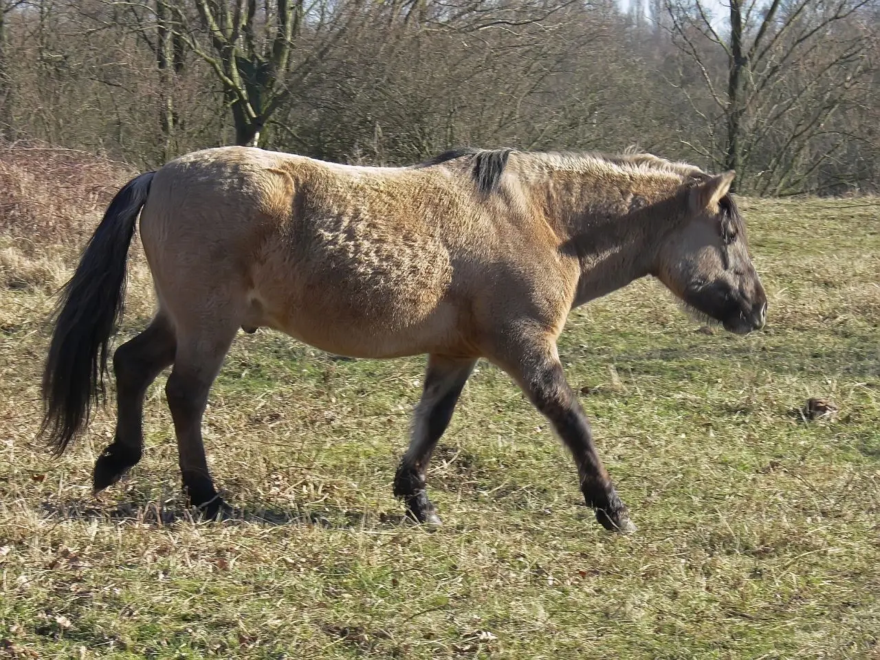 Seal dun horse