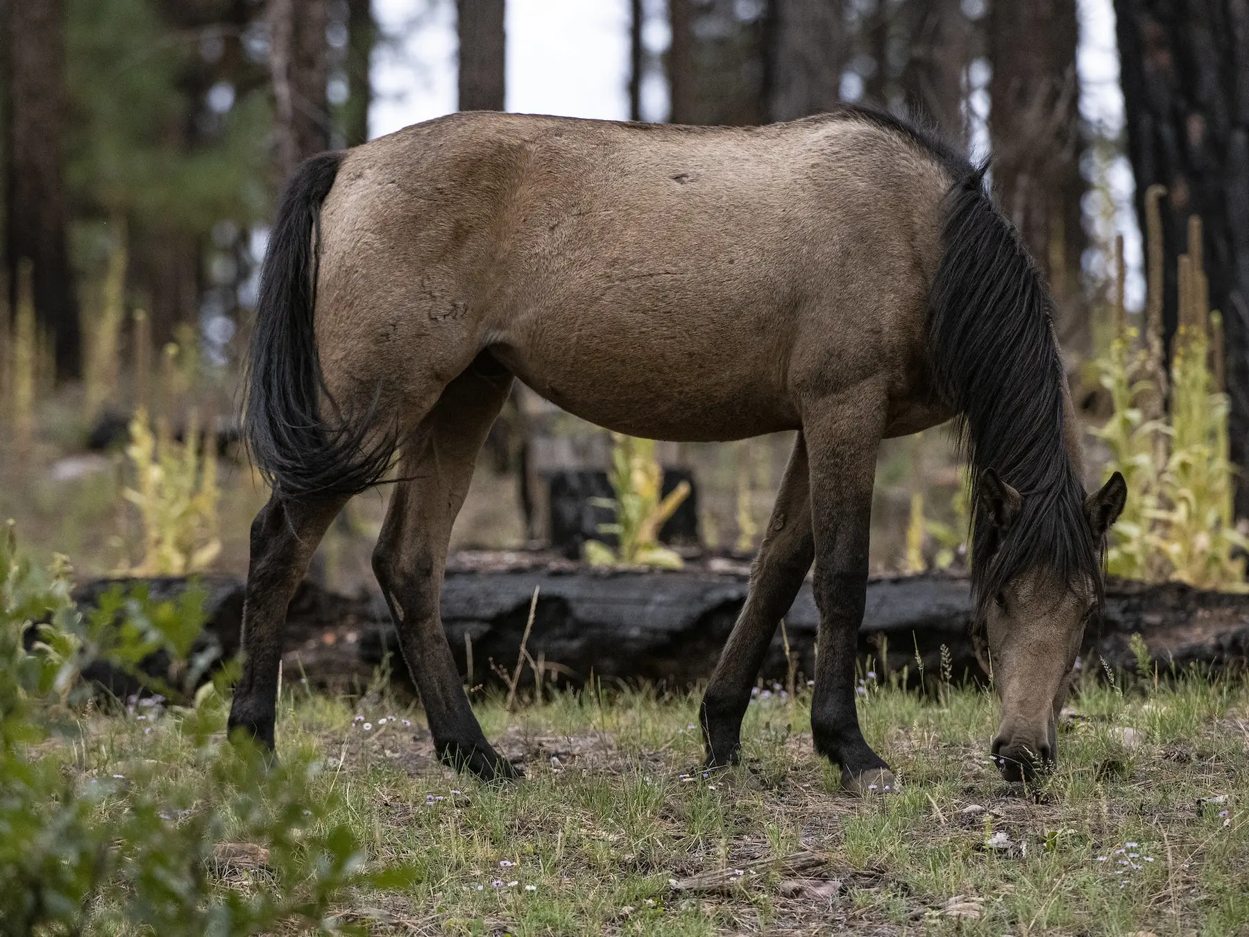 Seal dun horse