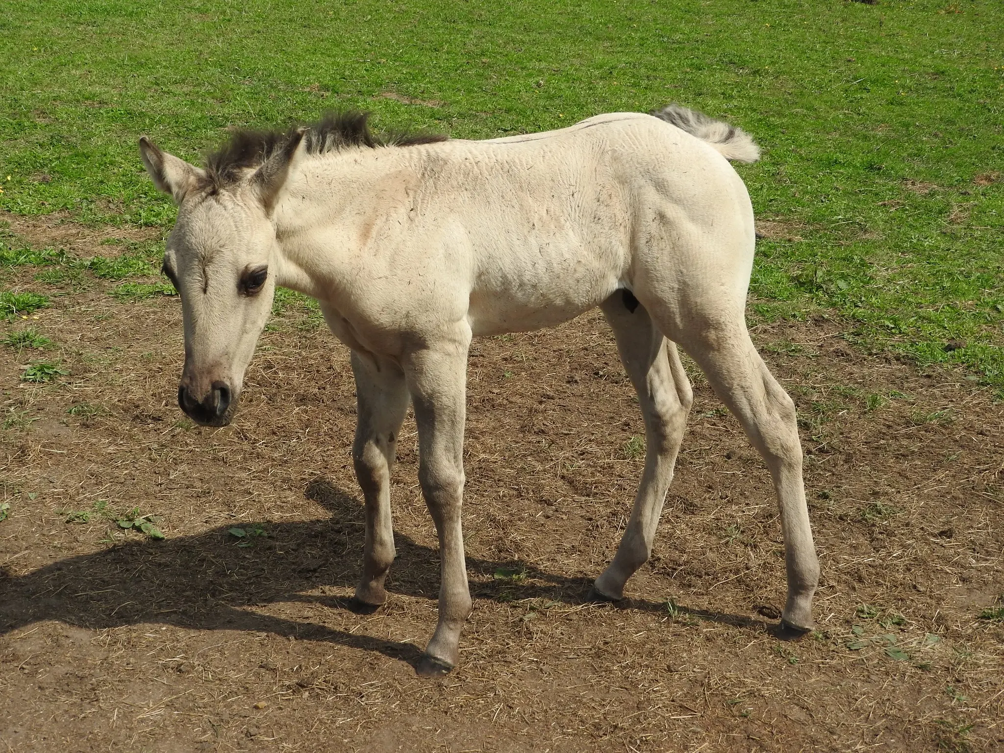 Seal dun horse