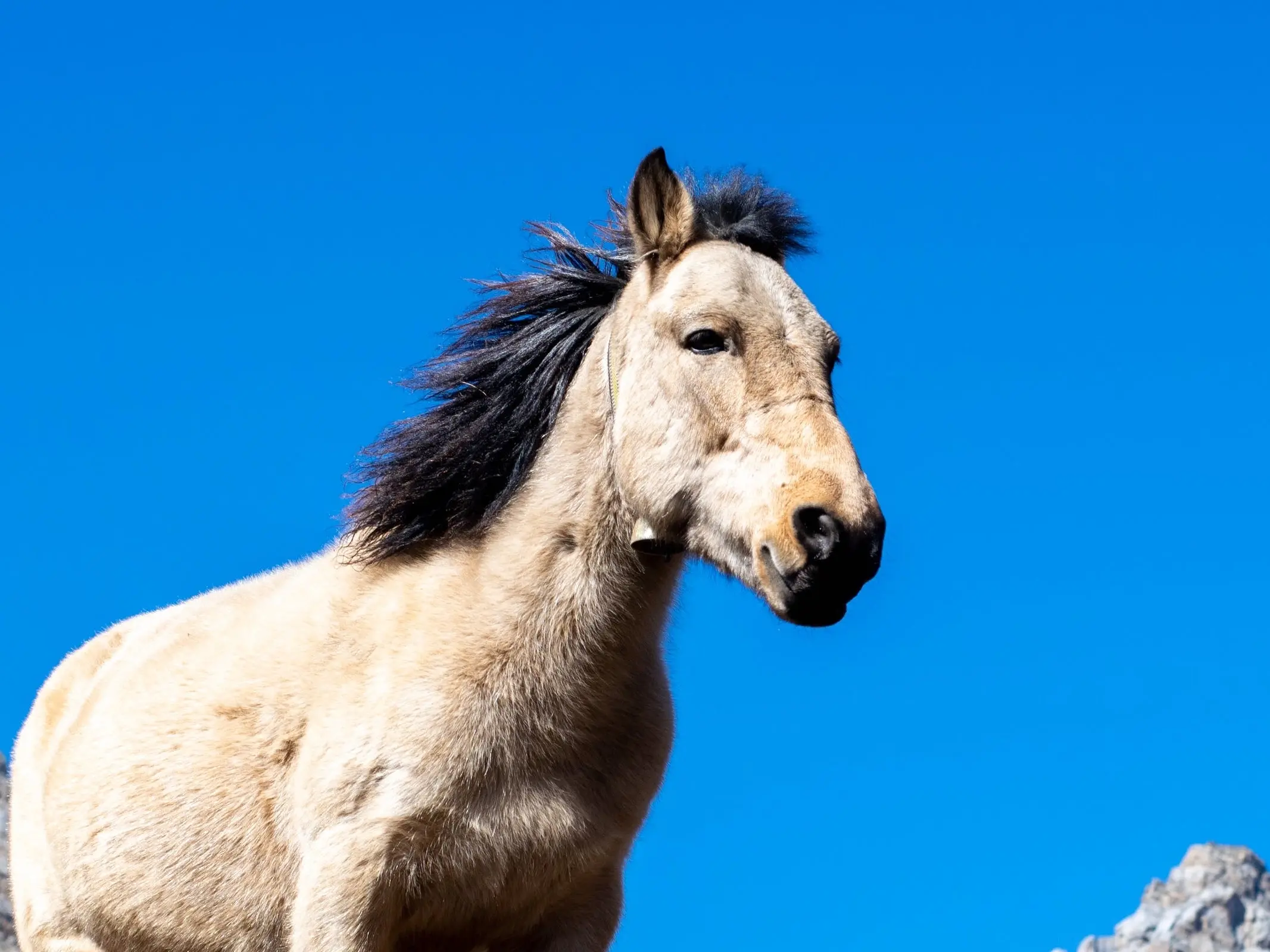 Seal dun horse