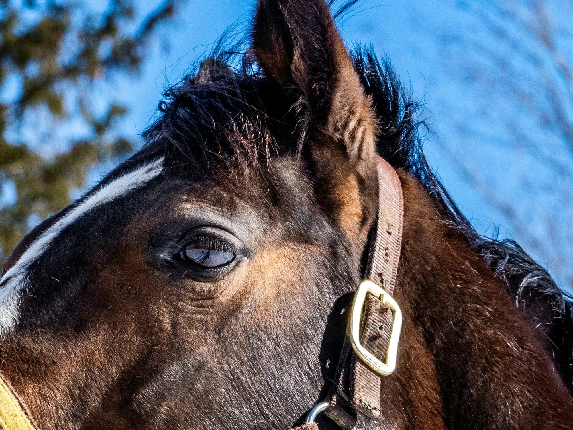 Seal brown horse eyes