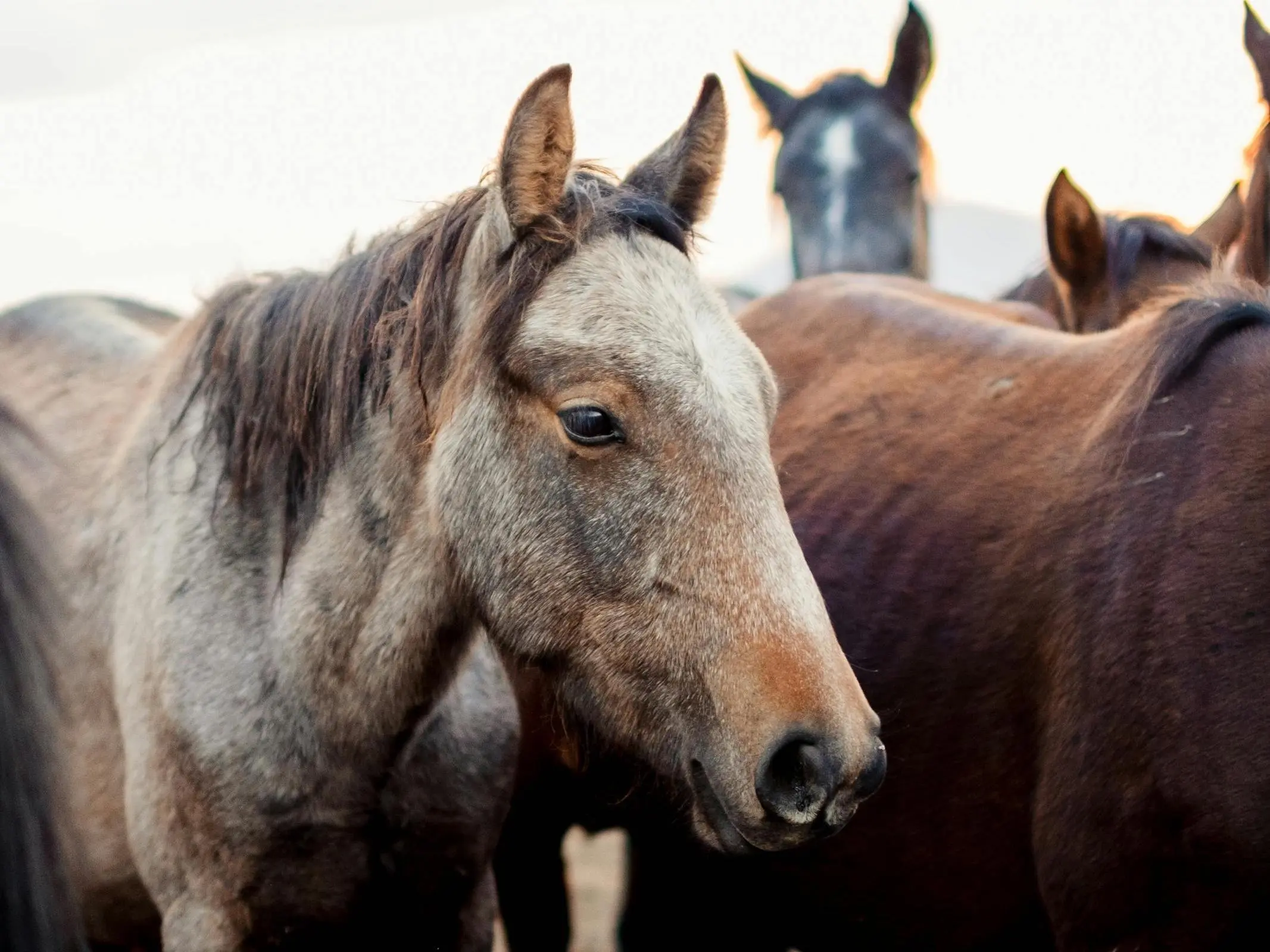 seal grey horse