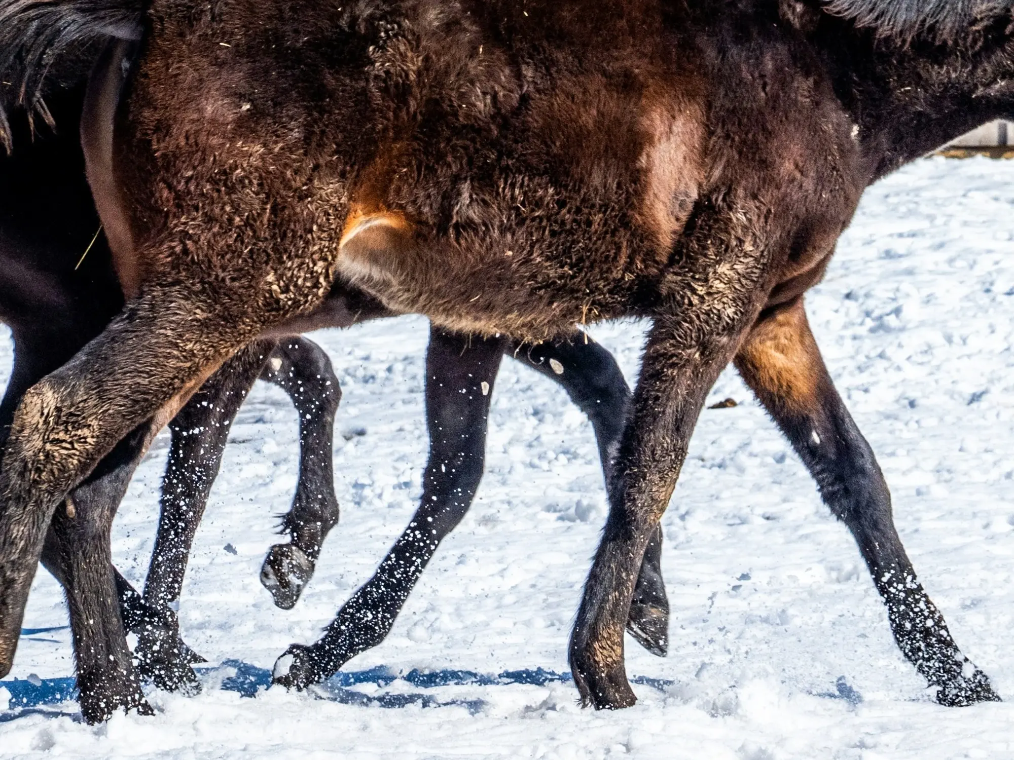 Seal brown horse legs