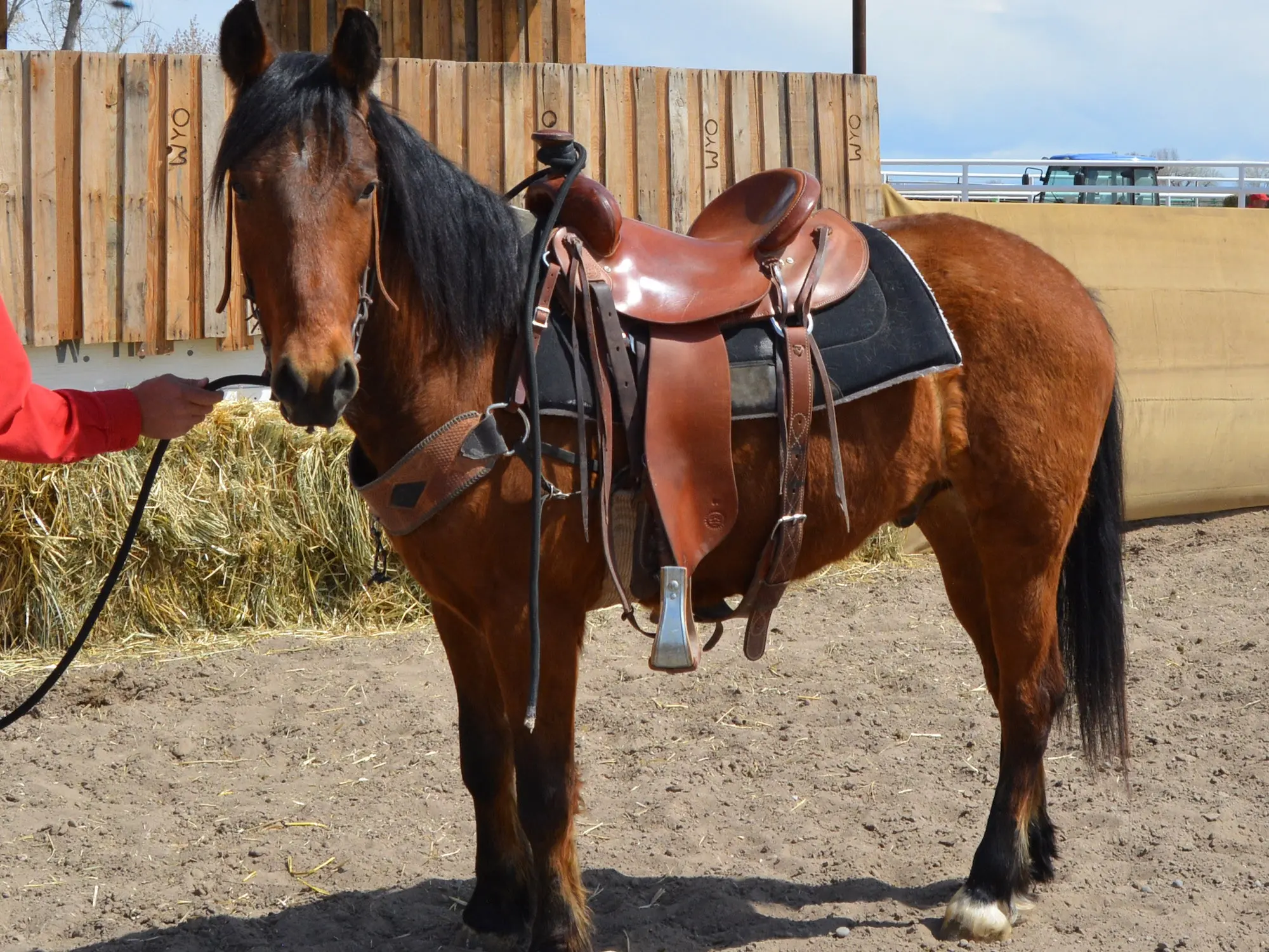 Seal brown horse