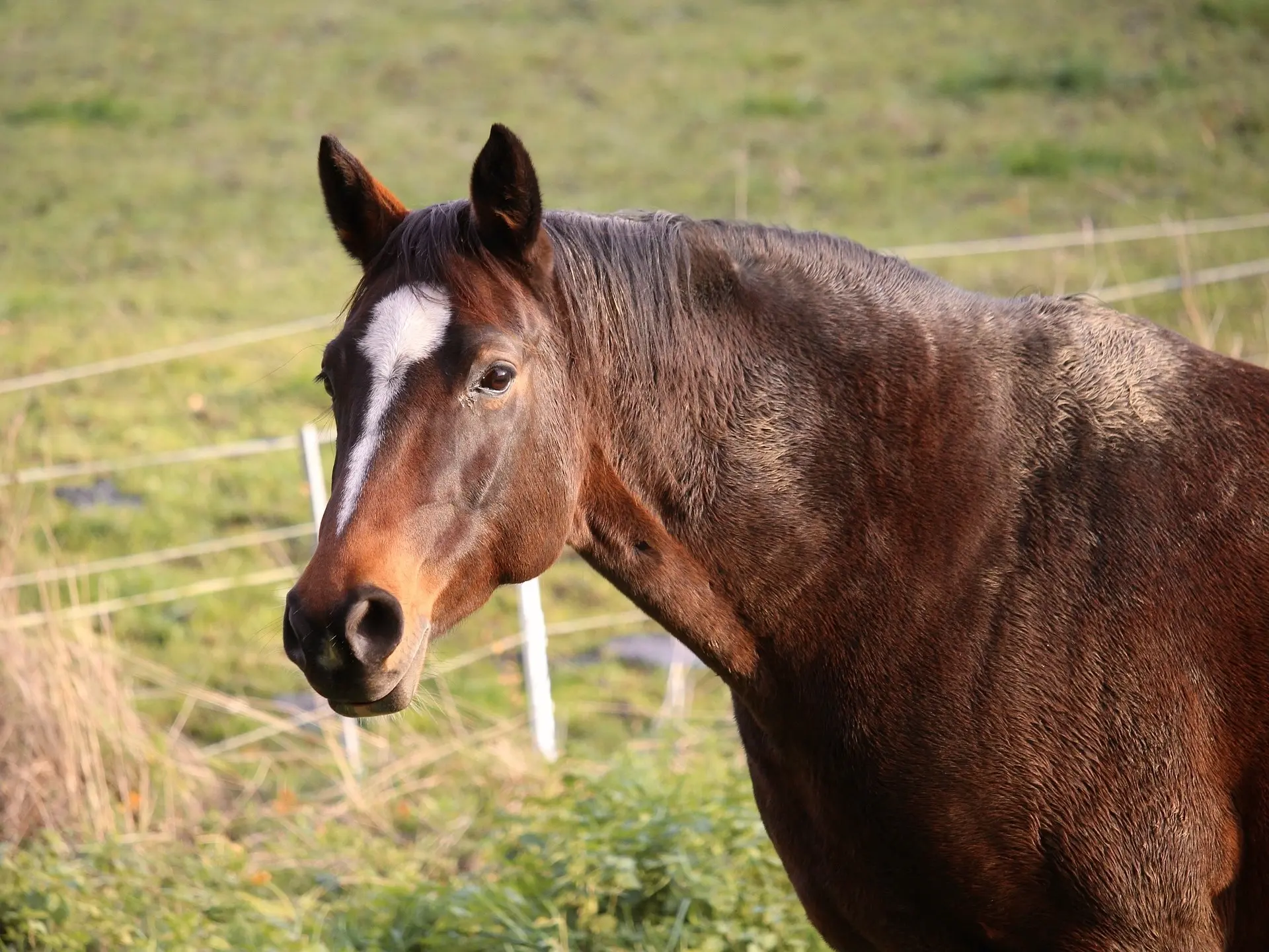 Light seal horse