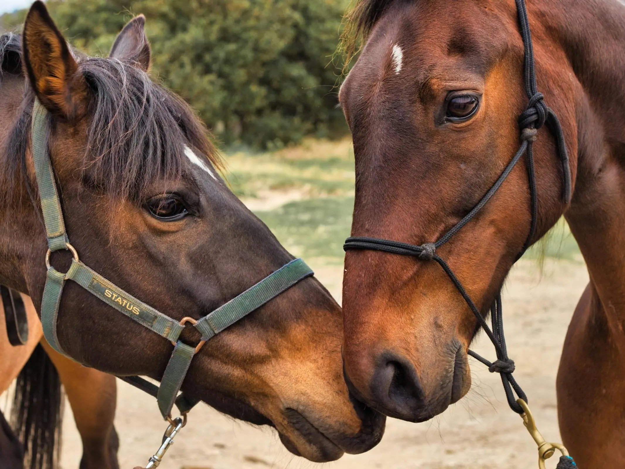 Seal brown horse