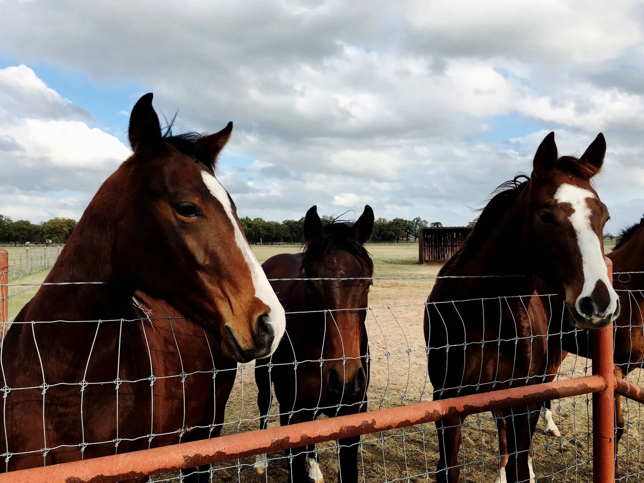 Seal brown horse