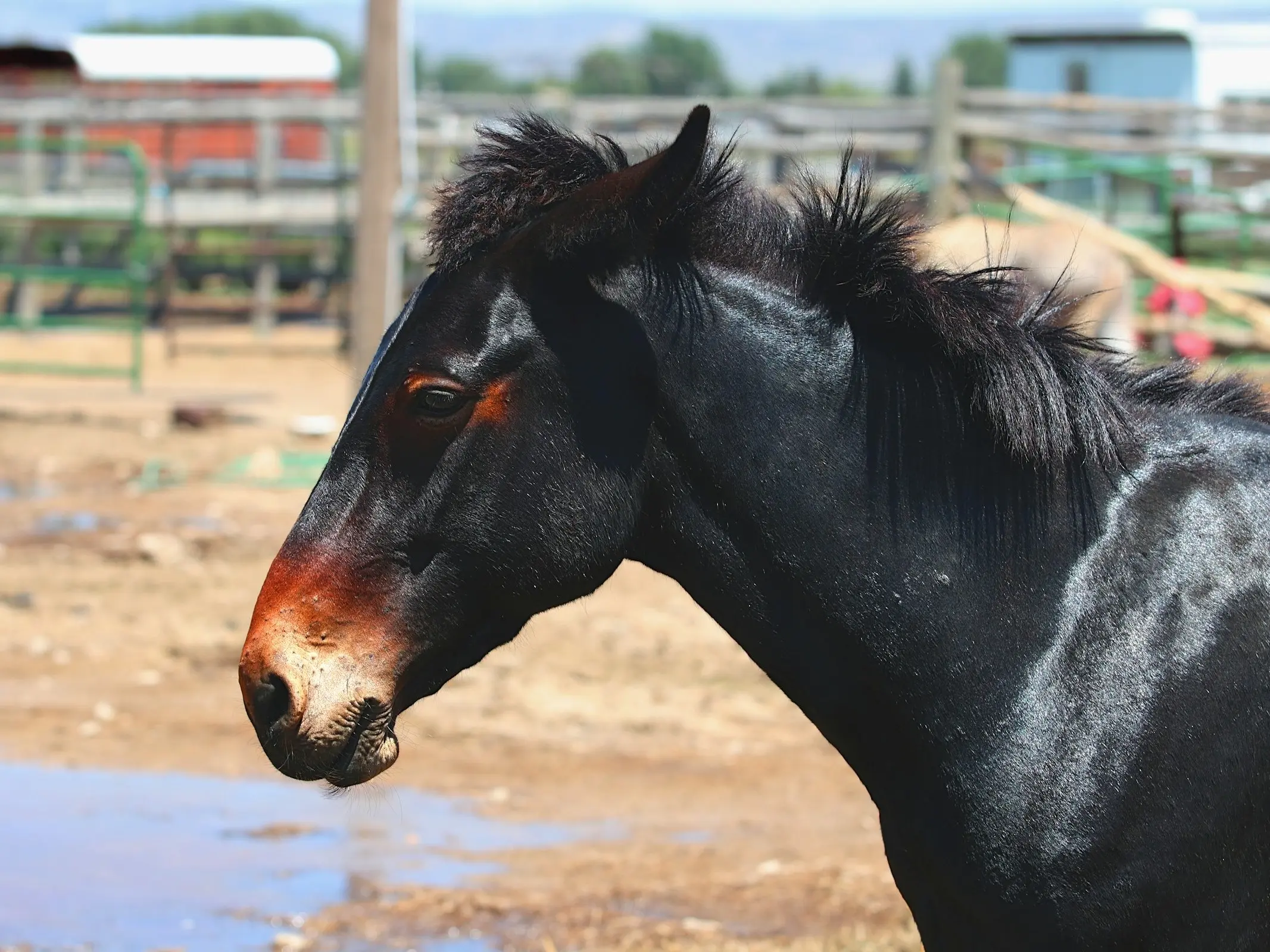 Mealy seal brown horse