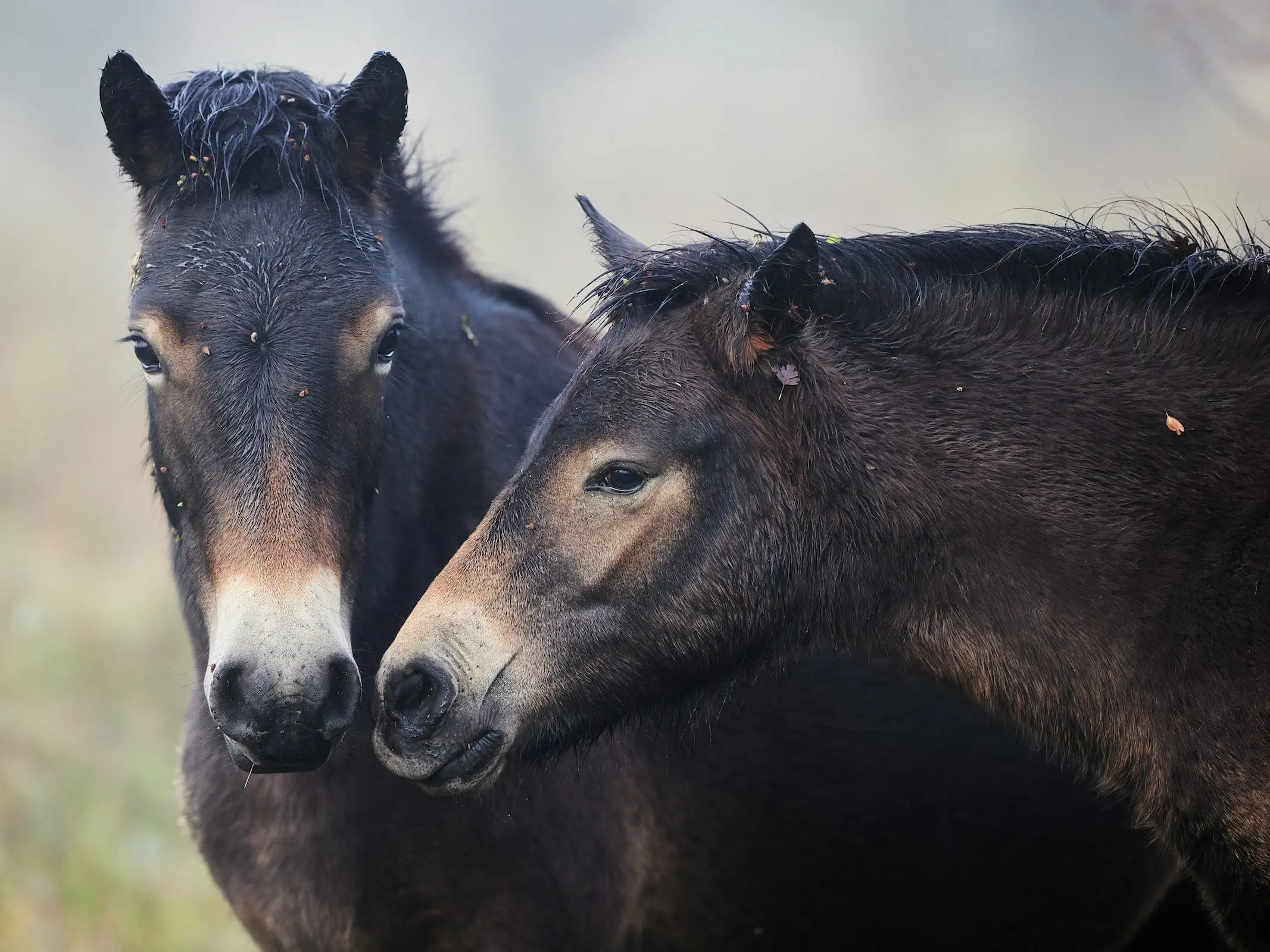 Mealy seal brown horse