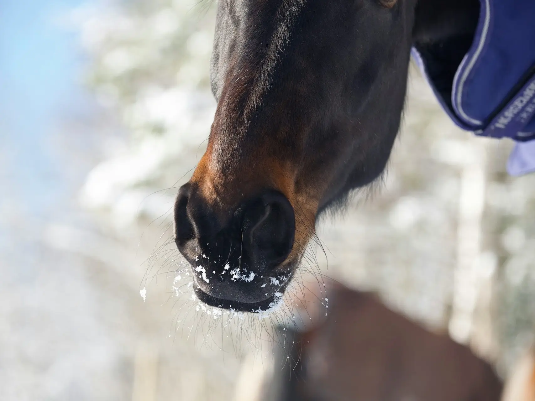 Seal brown horse nose