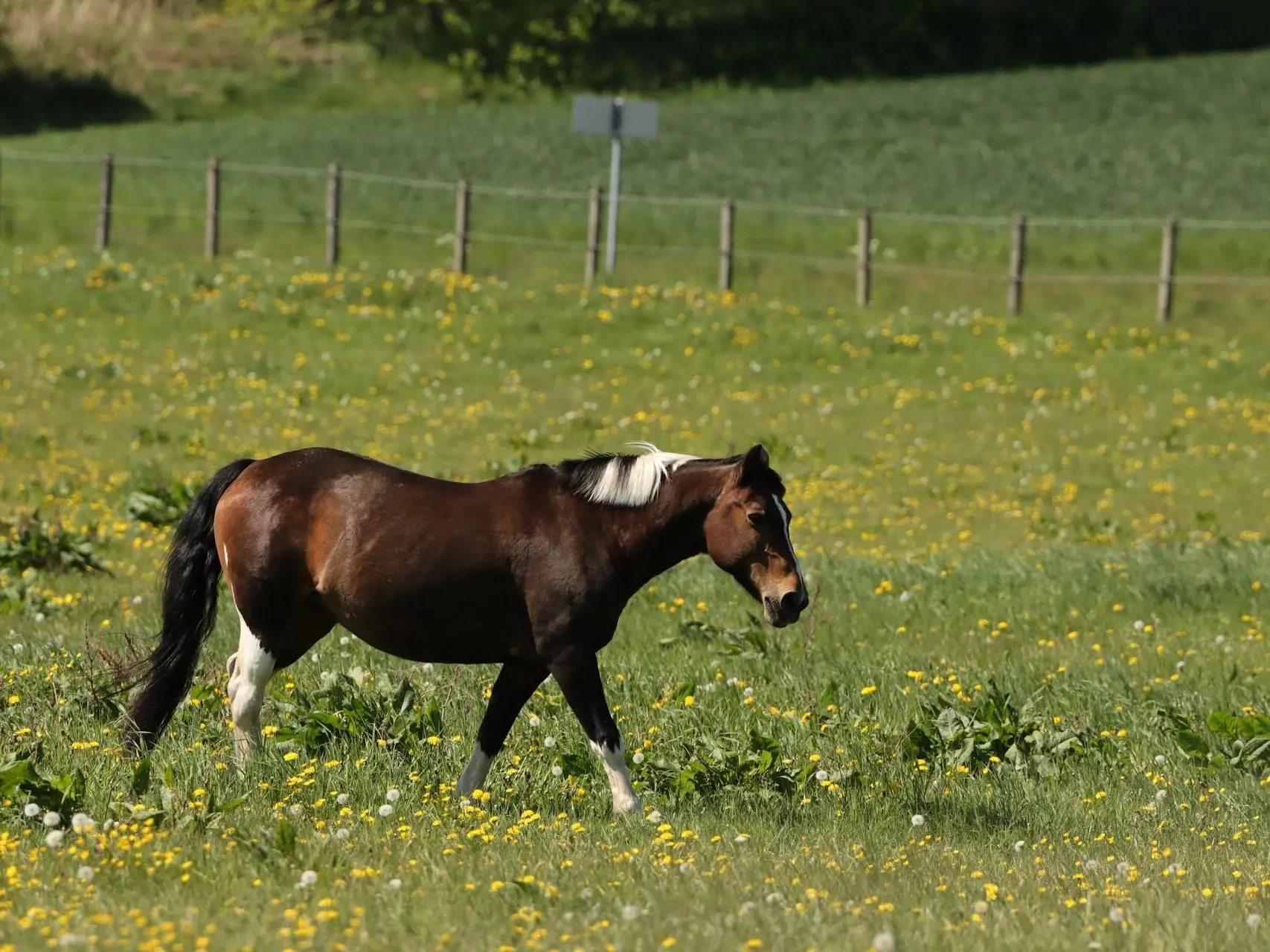 Seal pinto horse