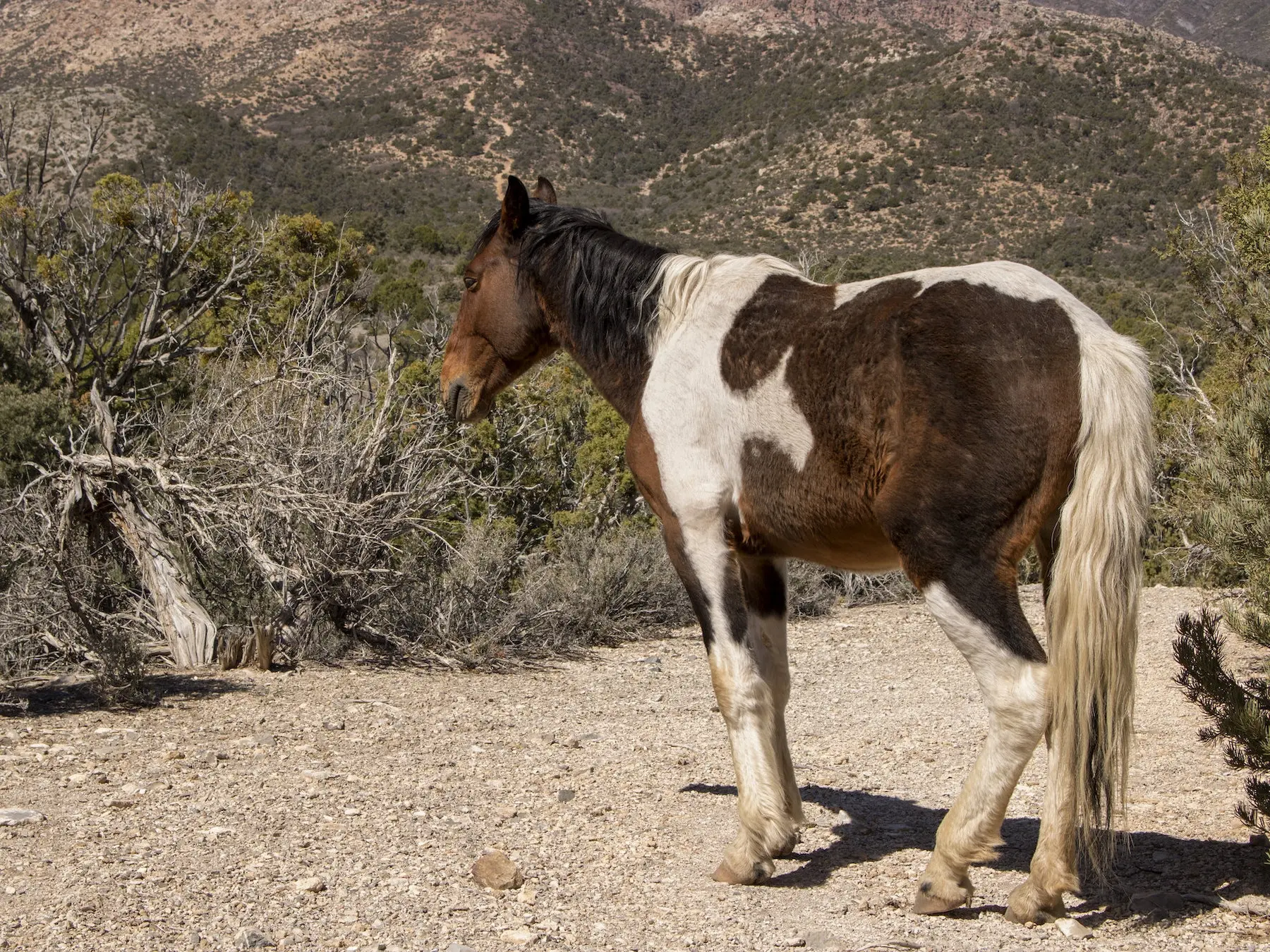 Seal pinto horse