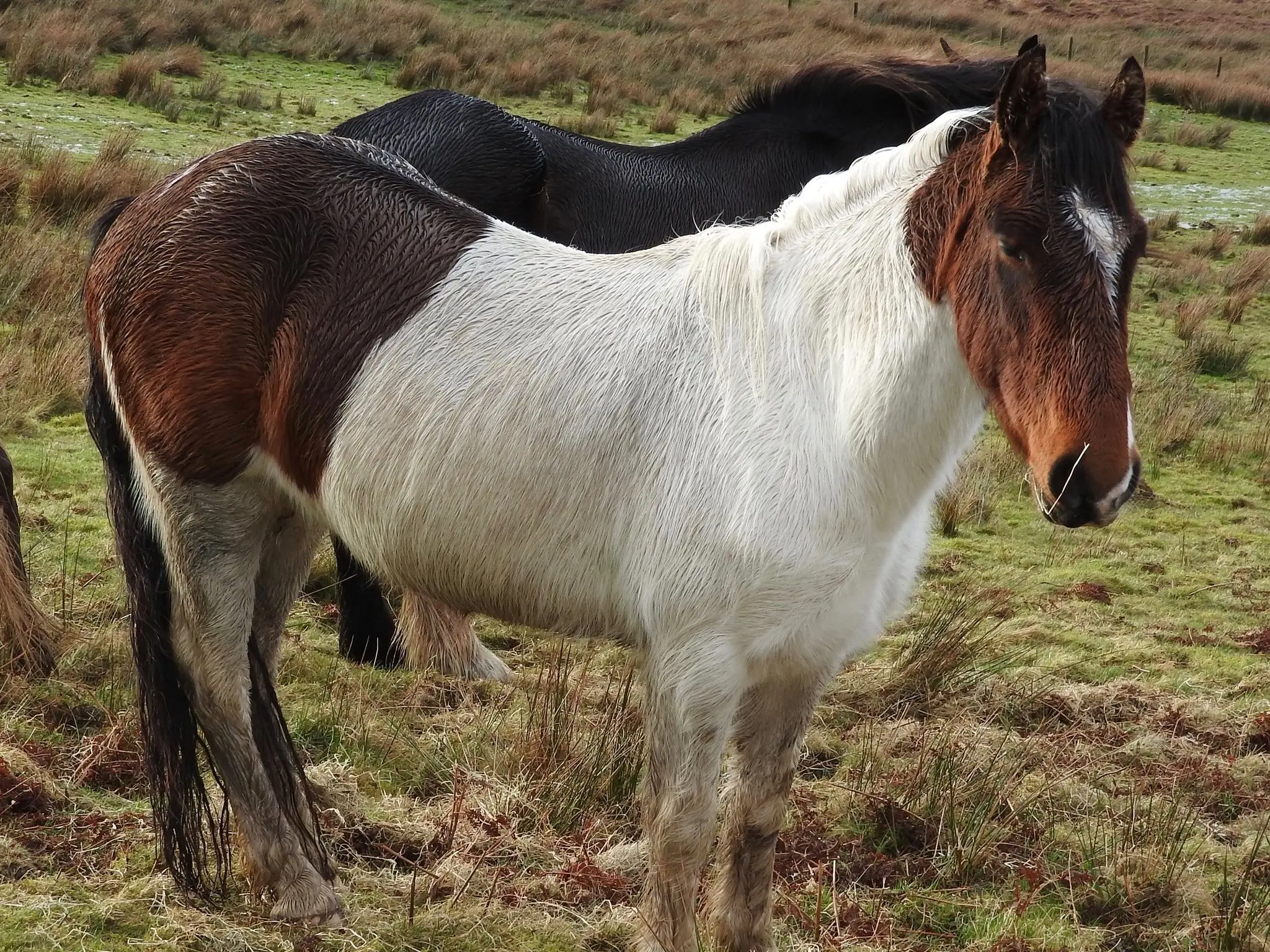 Seal pinto horse