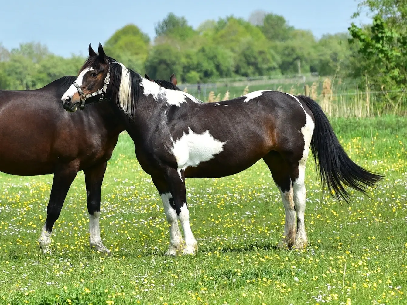 Seal pinto horse