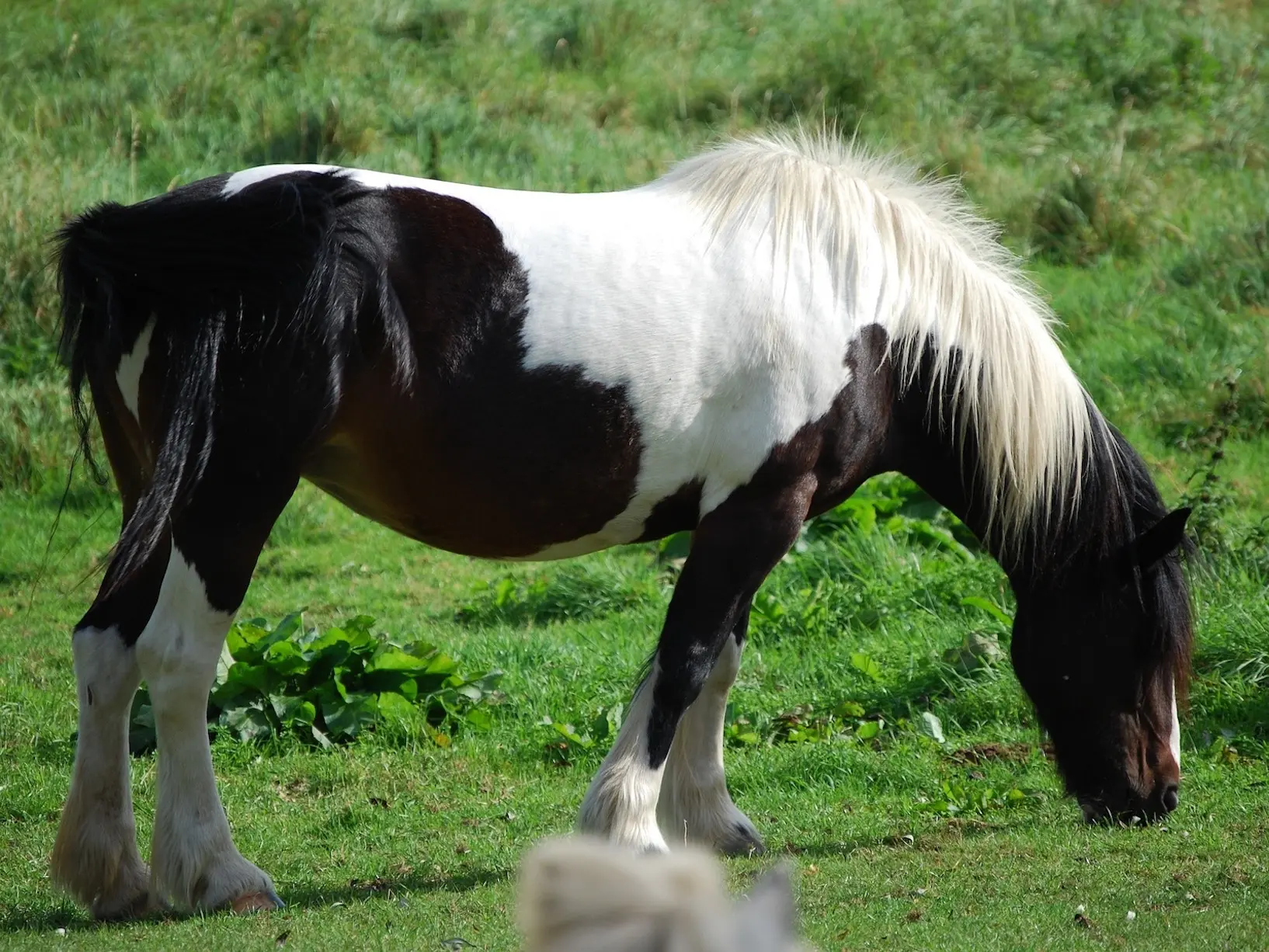 Seal pinto horse