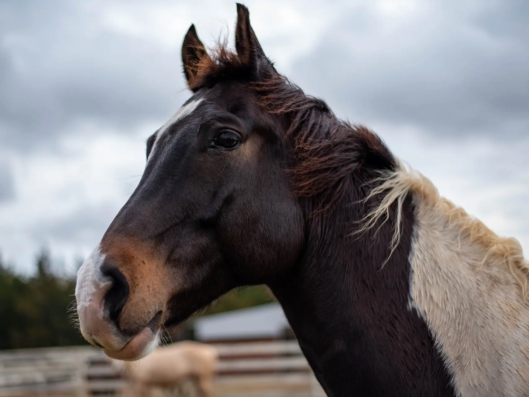 Seal Bay or Brown Base Horse Coat Color - The Equinest