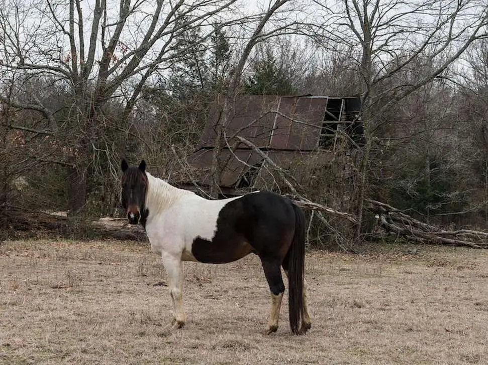 Seal pinto horse