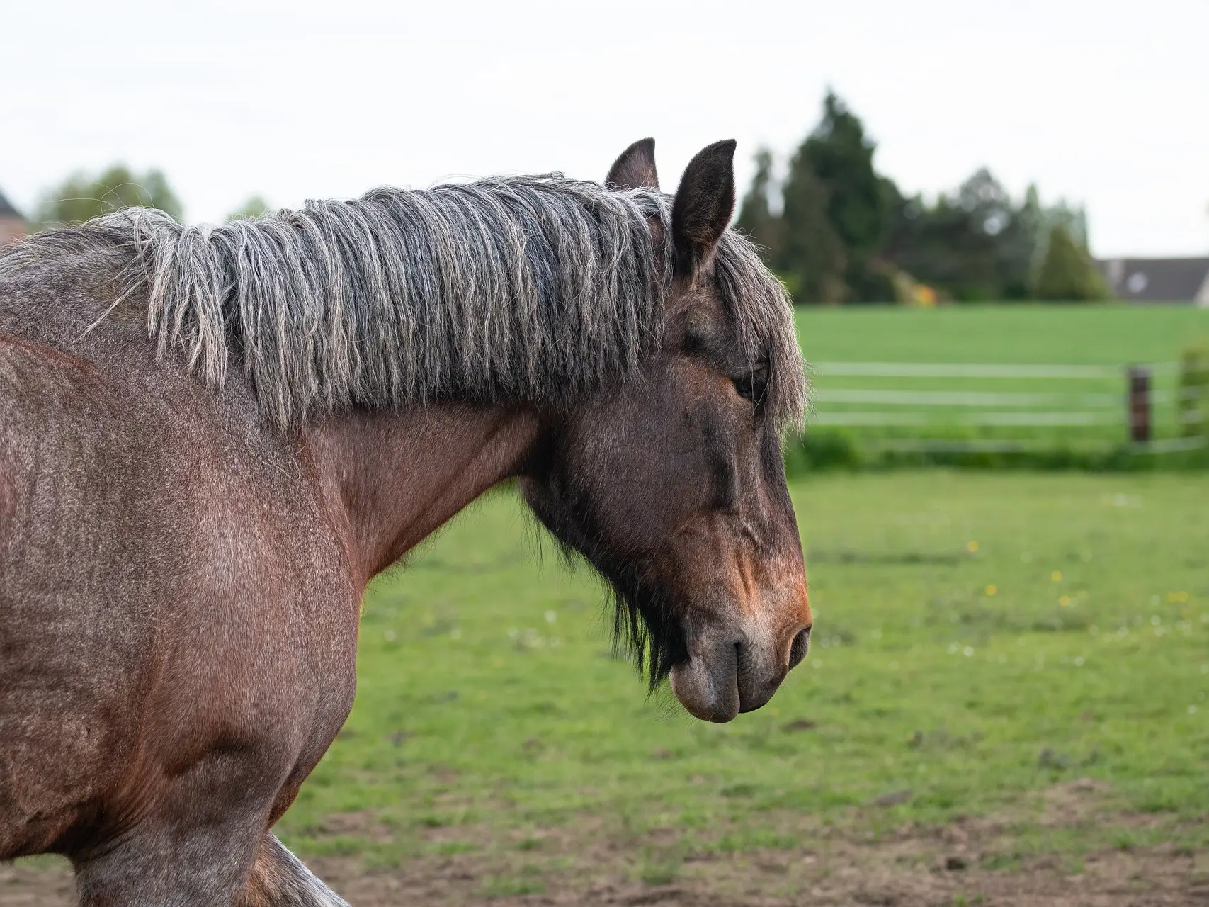 Seal Bay or Brown Base Horse Coat Color - The Equinest