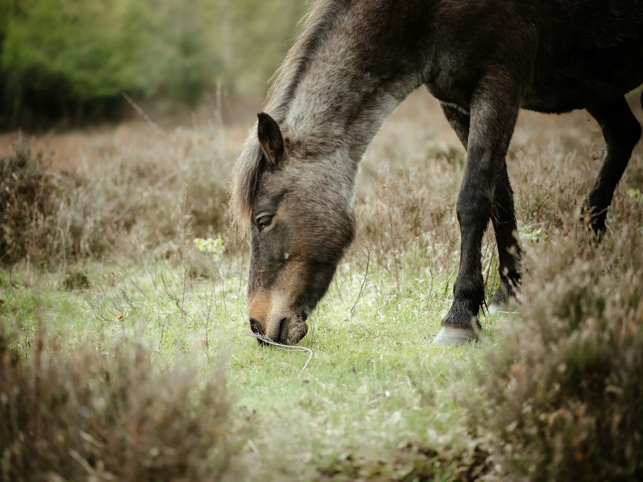 Seal rabicano horse