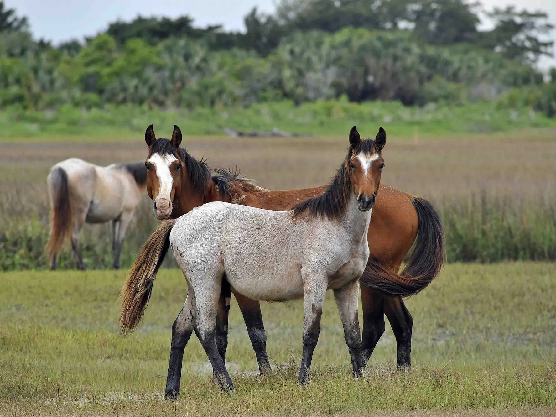 Seal roan horse