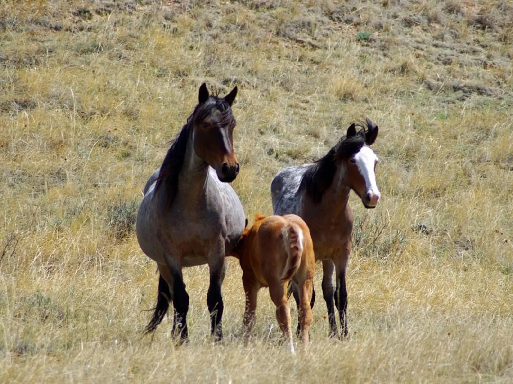 Seal roan horse