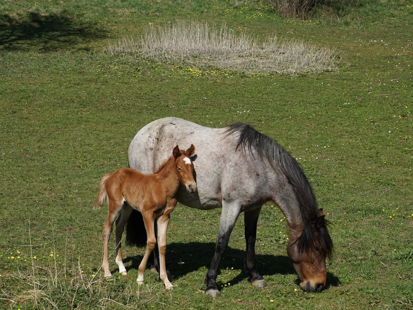 Seal roan horse