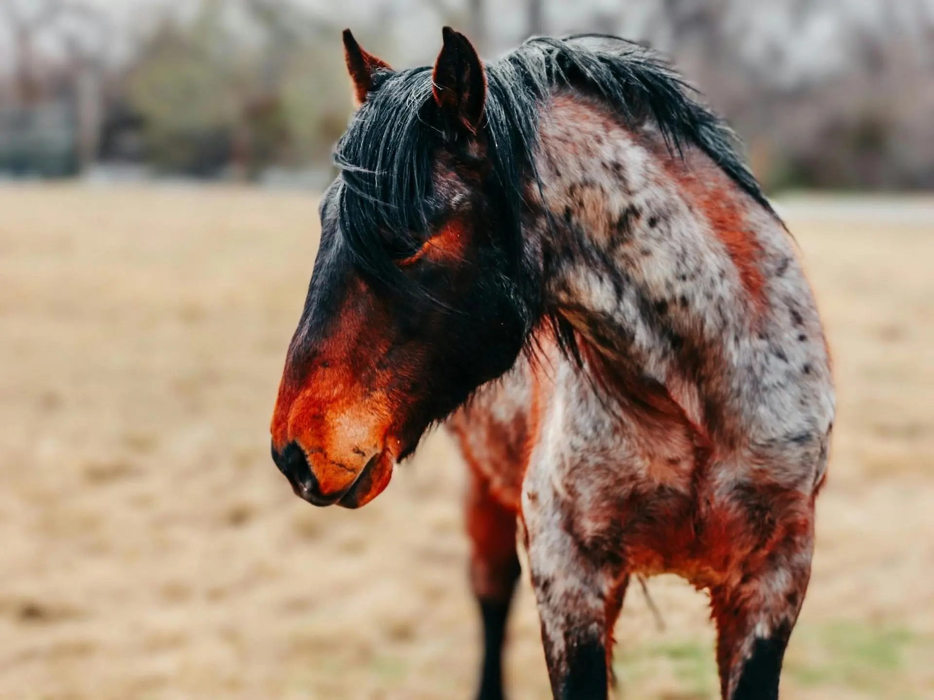 Seal roan horse