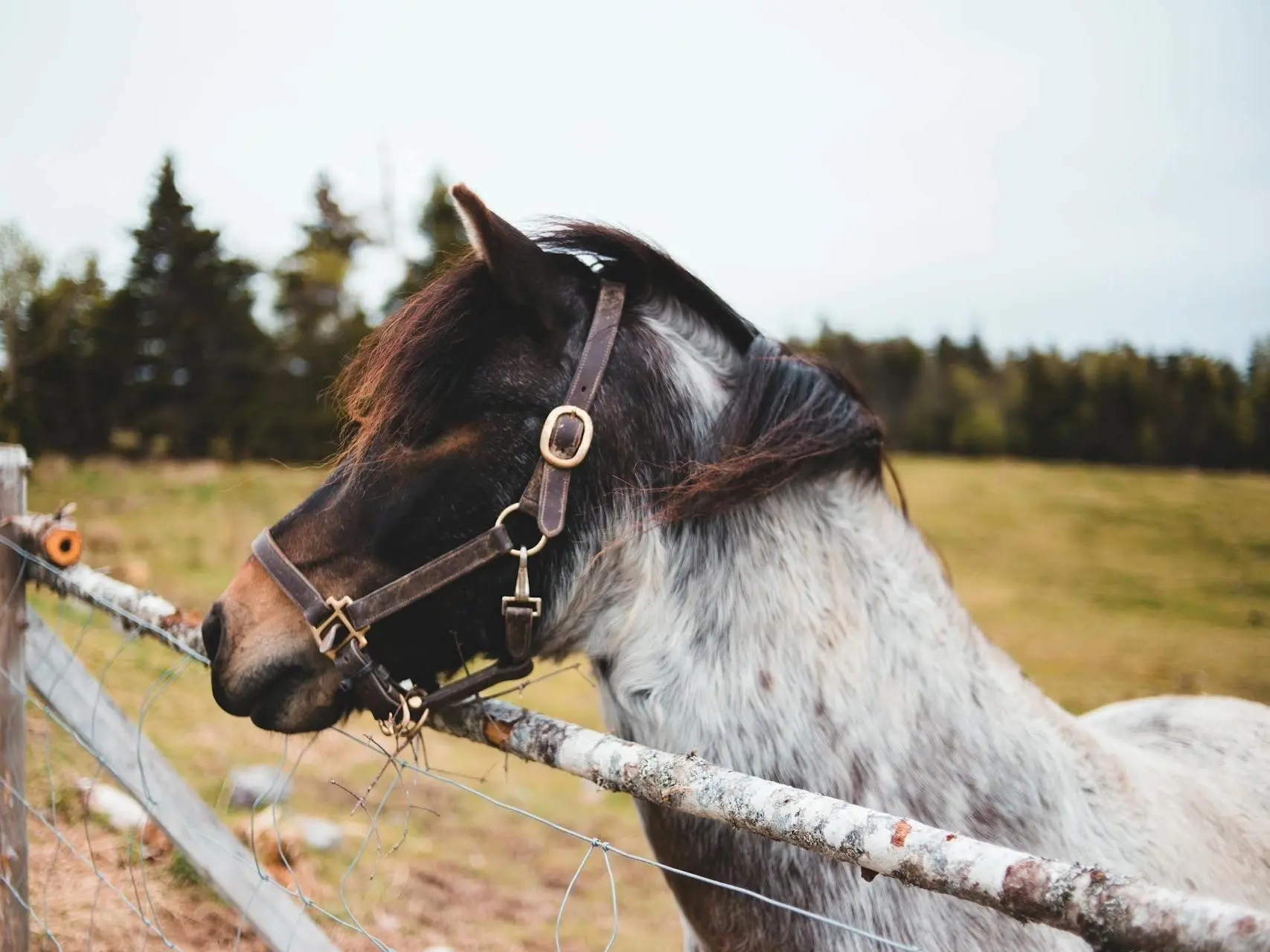 roan horse