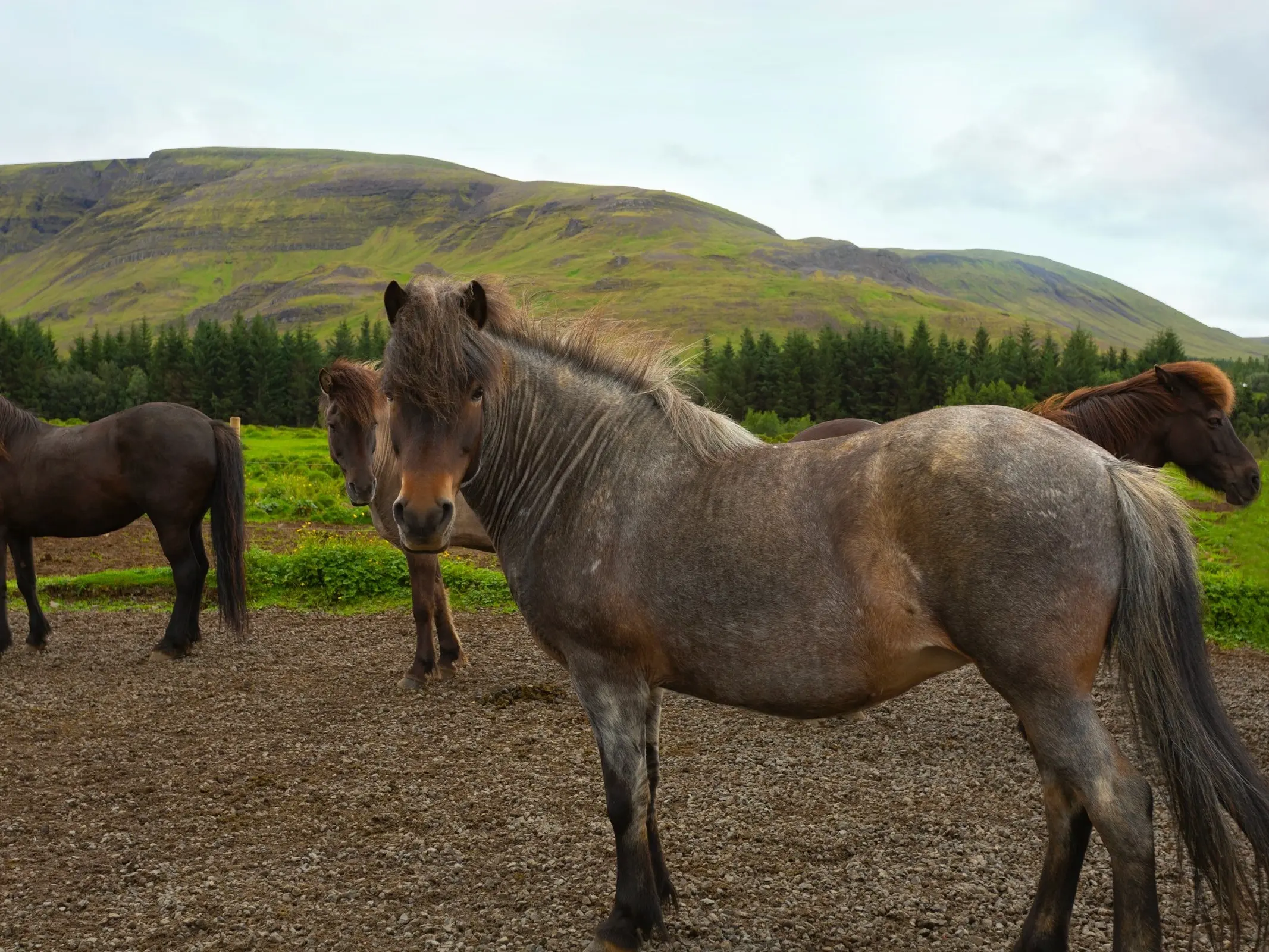 Seal roan horse